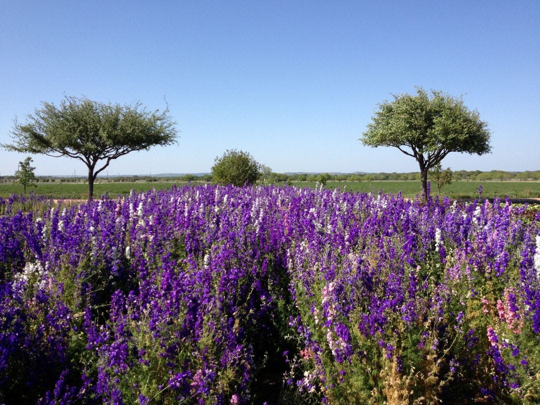 lavendar field in Texas Best 15 Day Trips from San Antonio, Texas