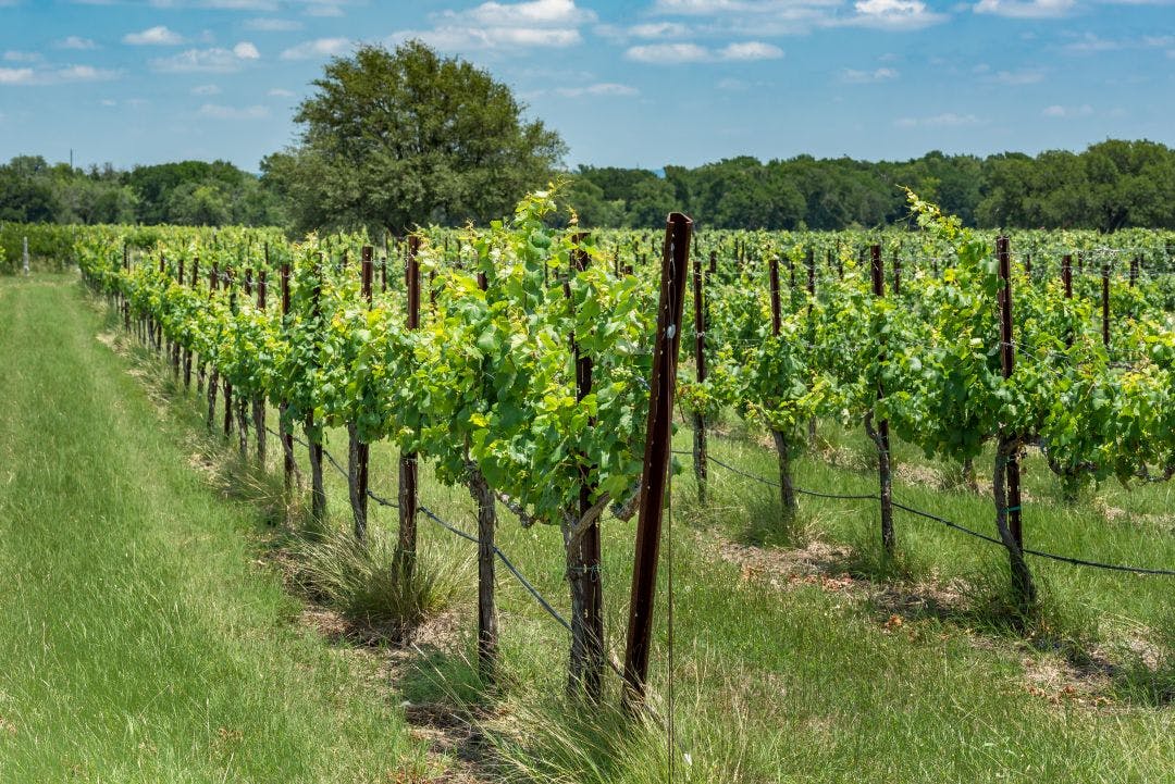 Rows of new grape vines in a Texas hill country vineyard Best 15 Day Trips from San Antonio, Texas