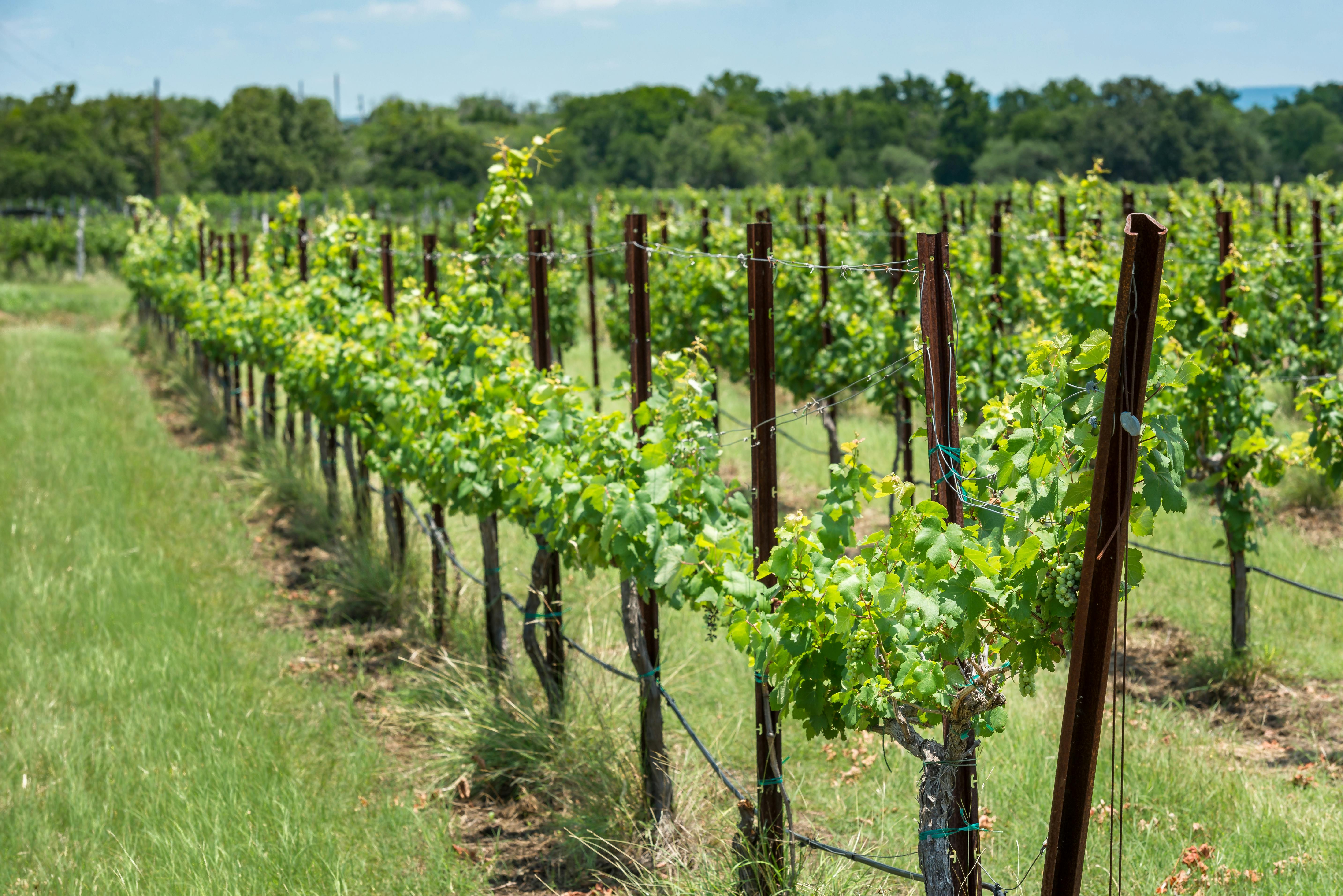 Rows of new grape vines in a Texas hill country vineyard Best 15 Day Trips from San Antonio, Texas
