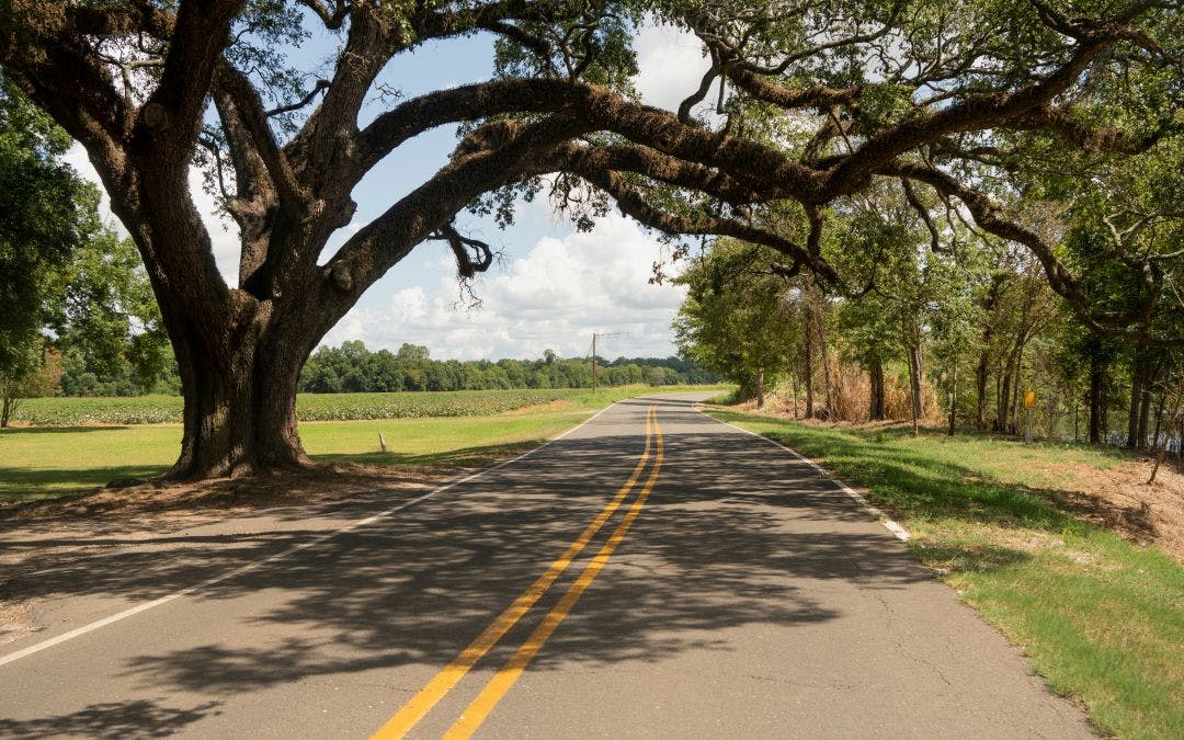 Rural Backroads Deep South Ancient Trees Louisiana USA Top 5 Scenic Motorcycle Roads in Louisiana
