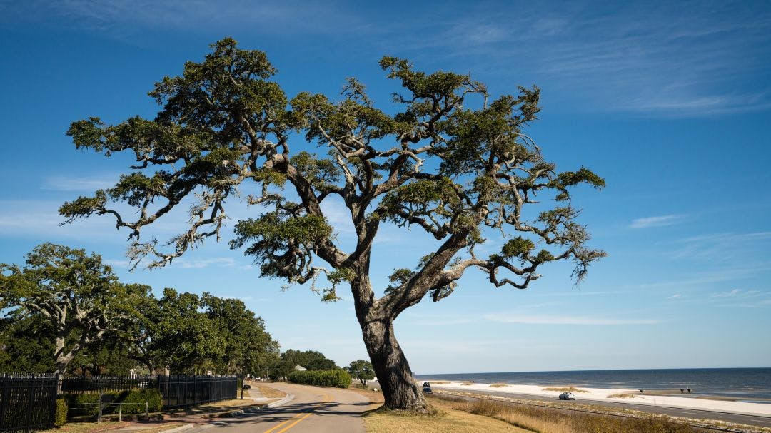 Large oak along highway 90 in Mississippi Top Motorcycle Routes in the USA for Scenic Coastal Views