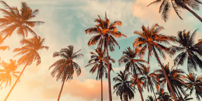 image of palm trees in california - book a motorcycle tour in california with Riders Share
