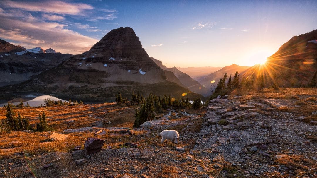 Mountain goat and setting sun in Glacier National Park Where Should You Tour Next? 5 Motorcycle Tours to Plan Now