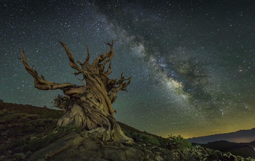 bristlecone pine under milky way 50 Experiences for the Your California Bucket List