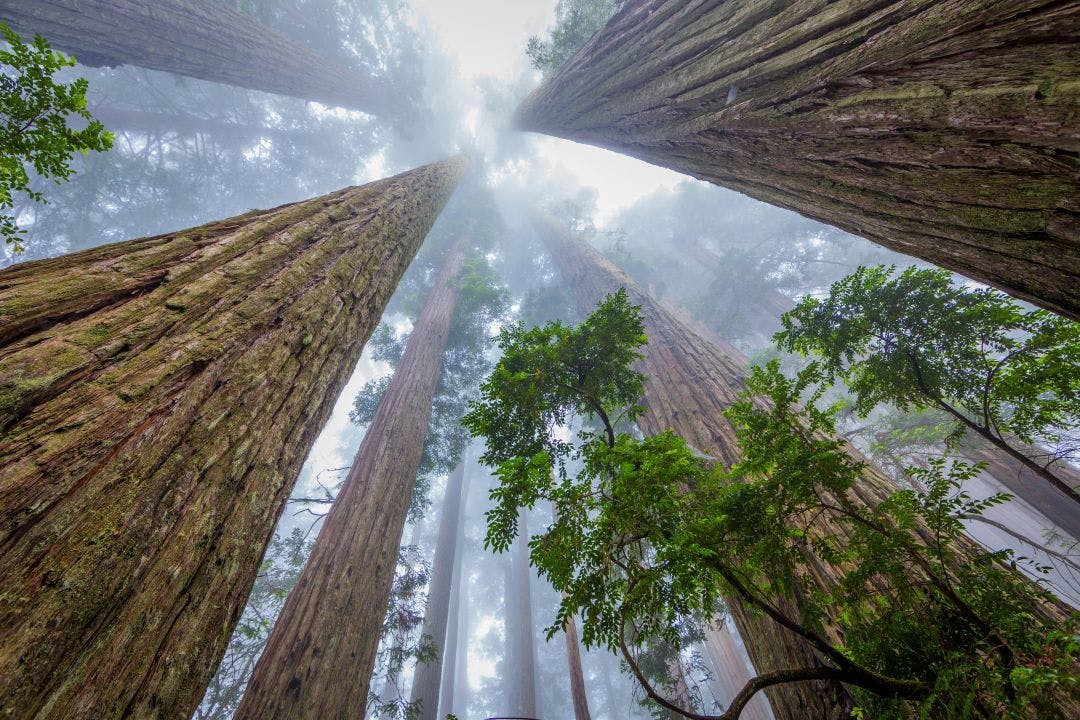 huge sequoias on the background of the blue sky redwood national and state parks california 50 Experiences for the Your California Bucket List