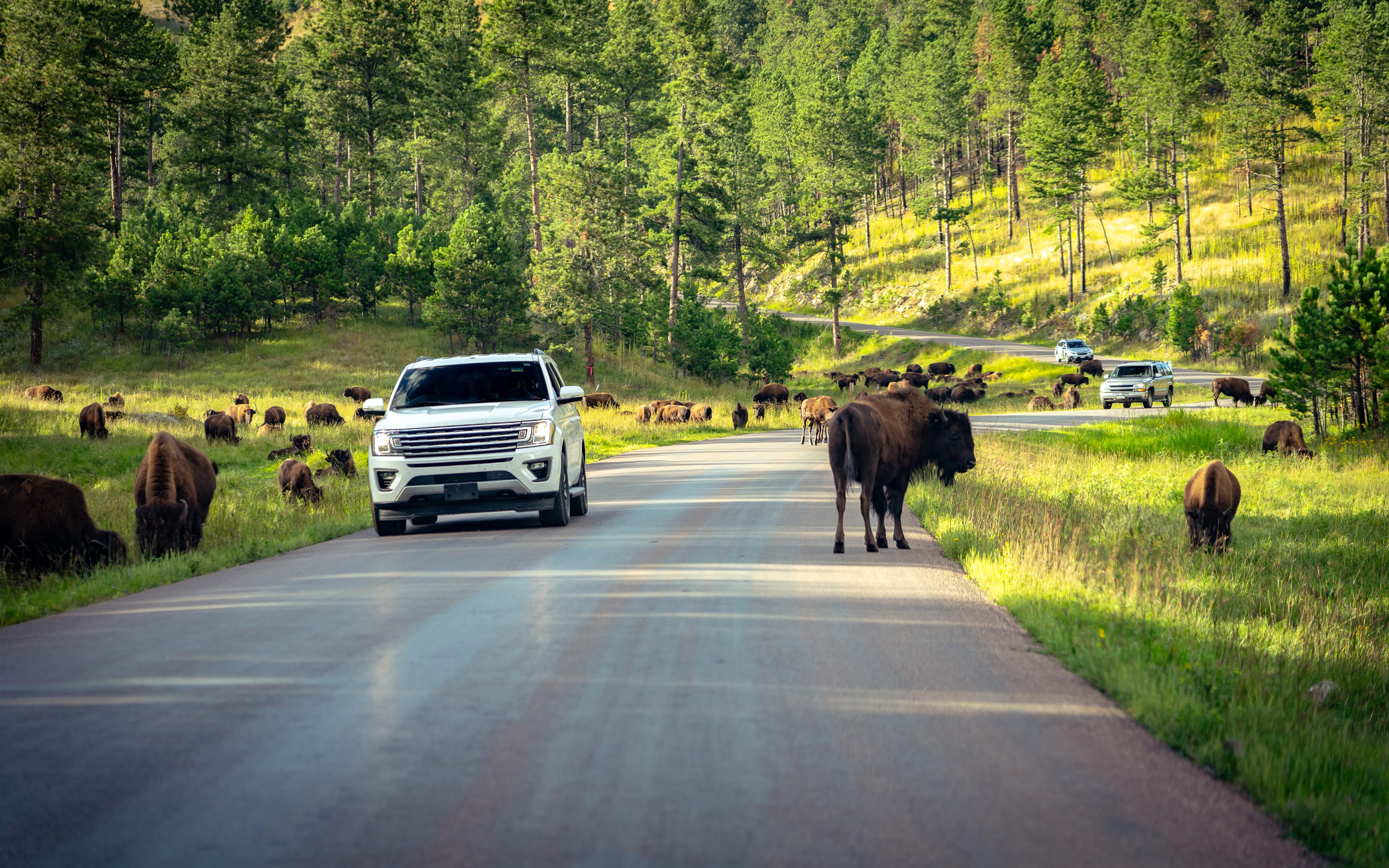 Bison grazing along the Wildlife Loop Road in Custer State Park in the Black Hills