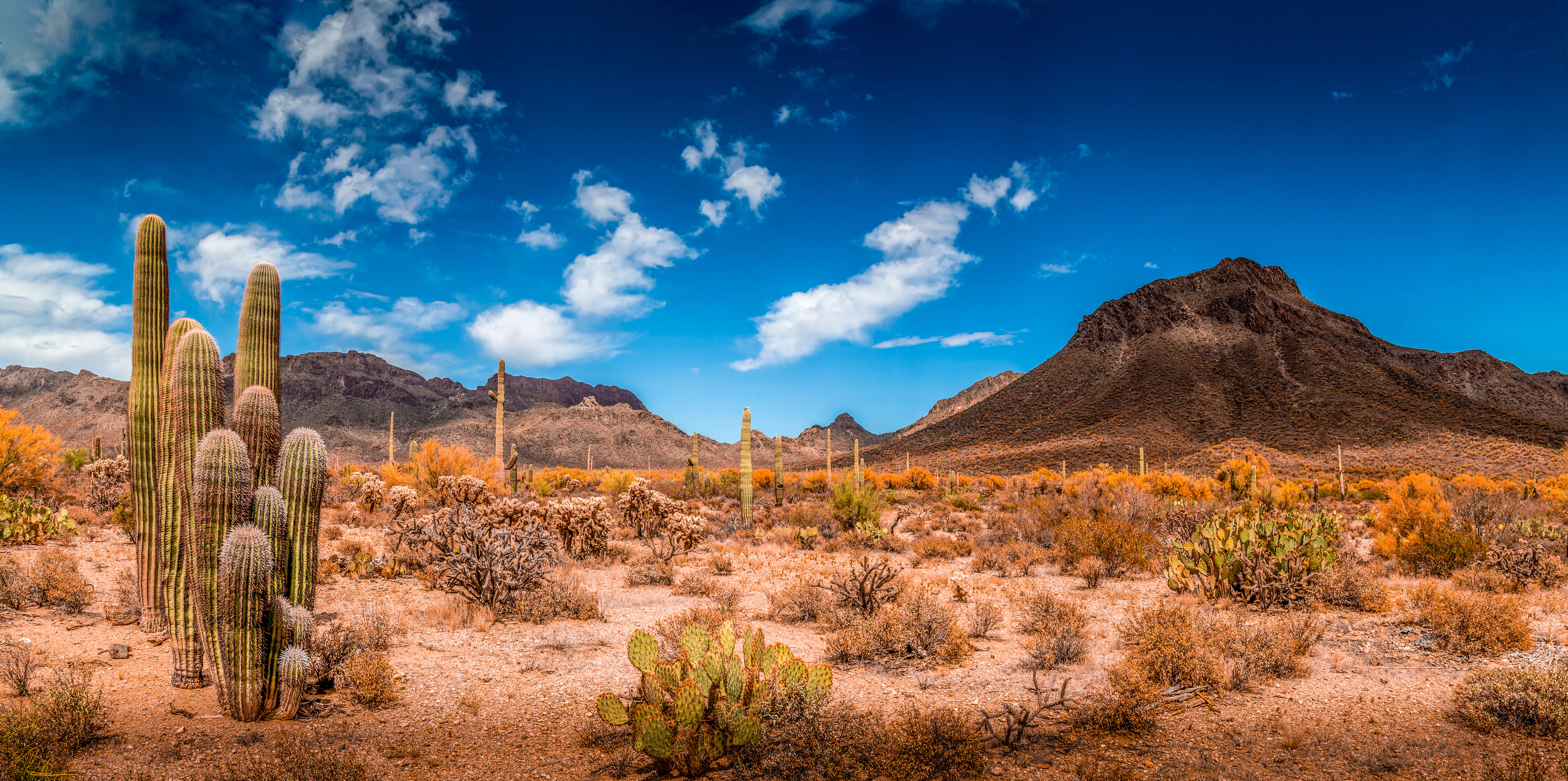 Phoenix desert landscape with saguaro cactus and mountains