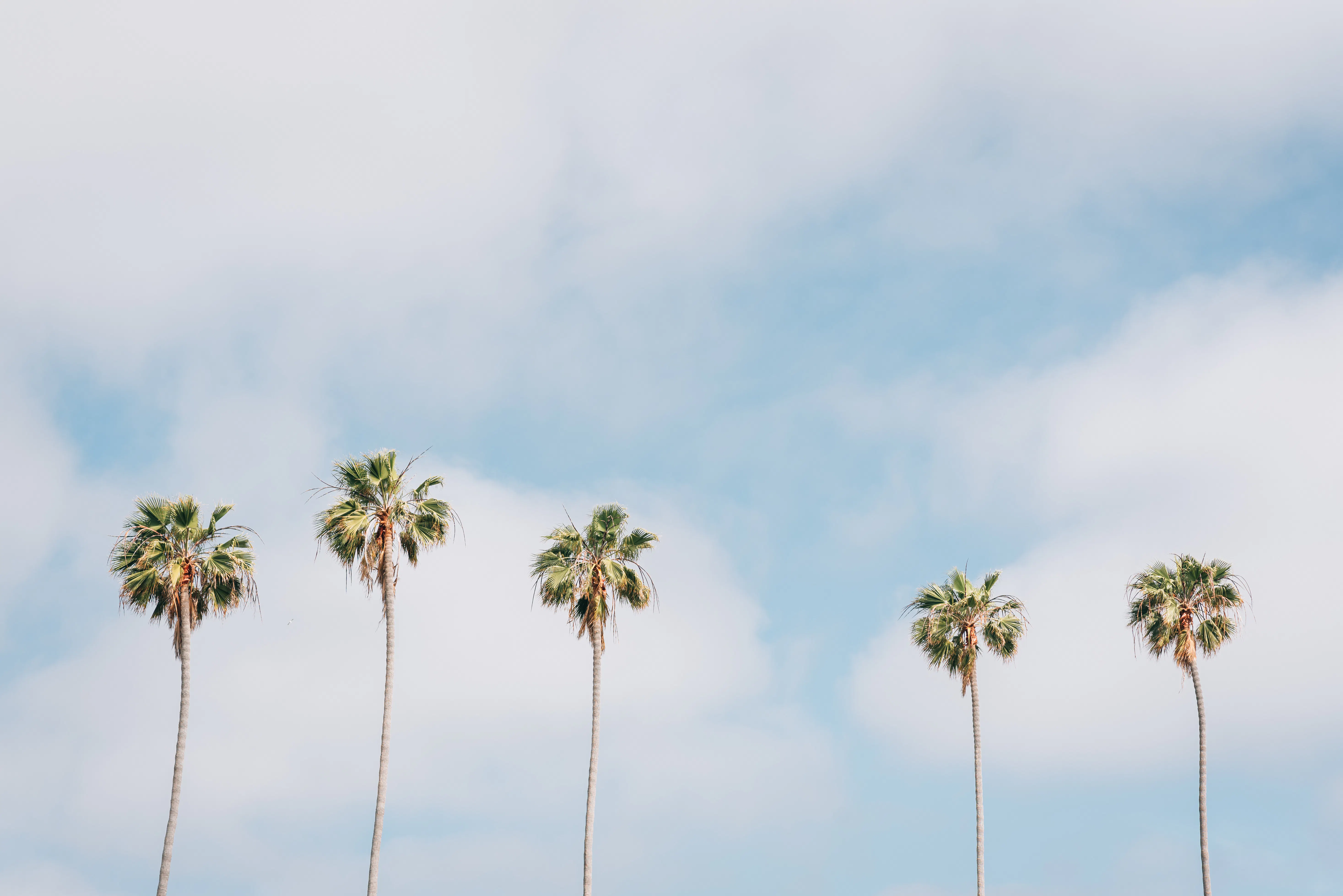 Palm trees against a clear San Diego sky