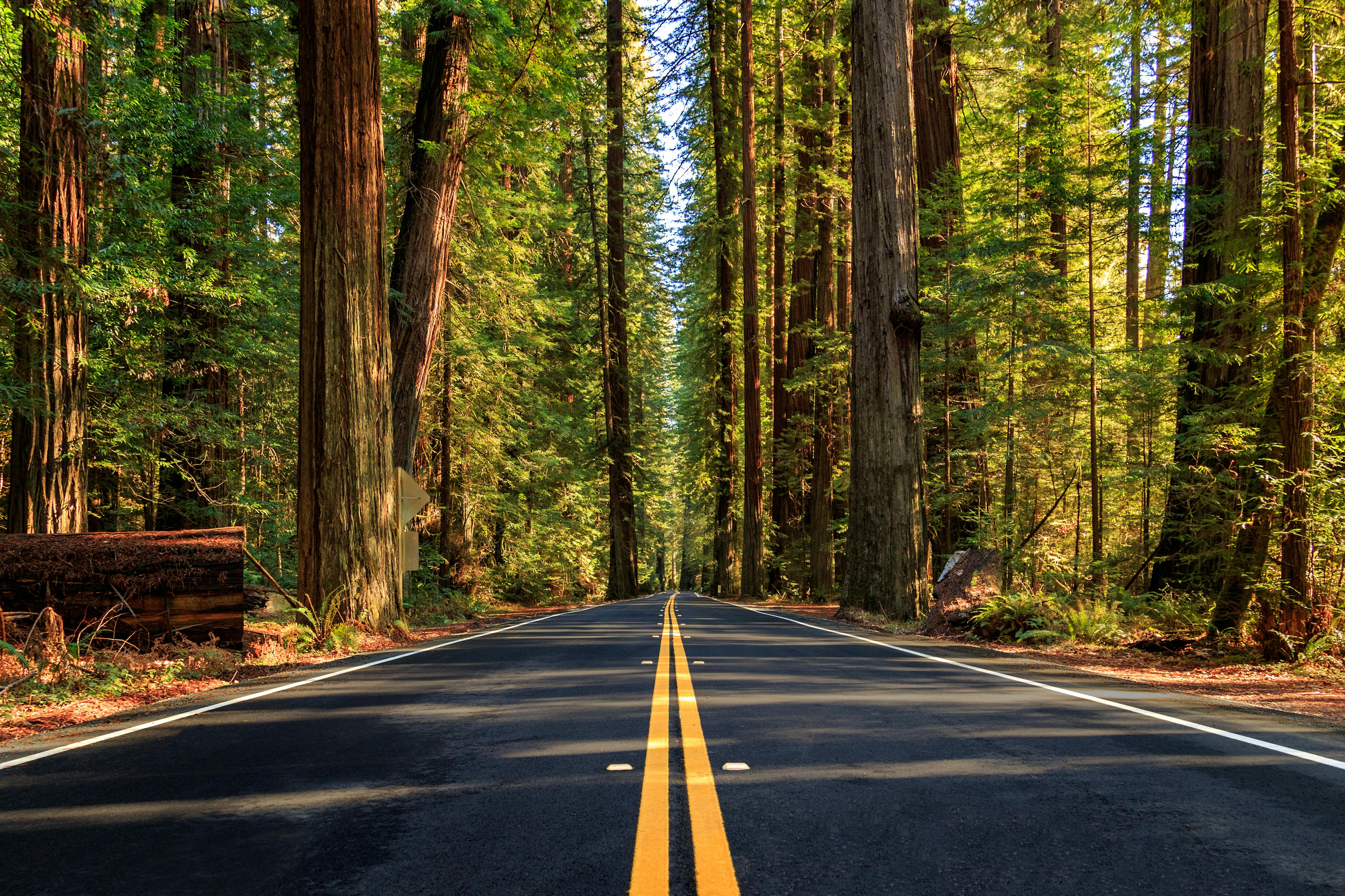 Riding through the Avenue of the Giants in California on a well maintain road on a sunny day in 