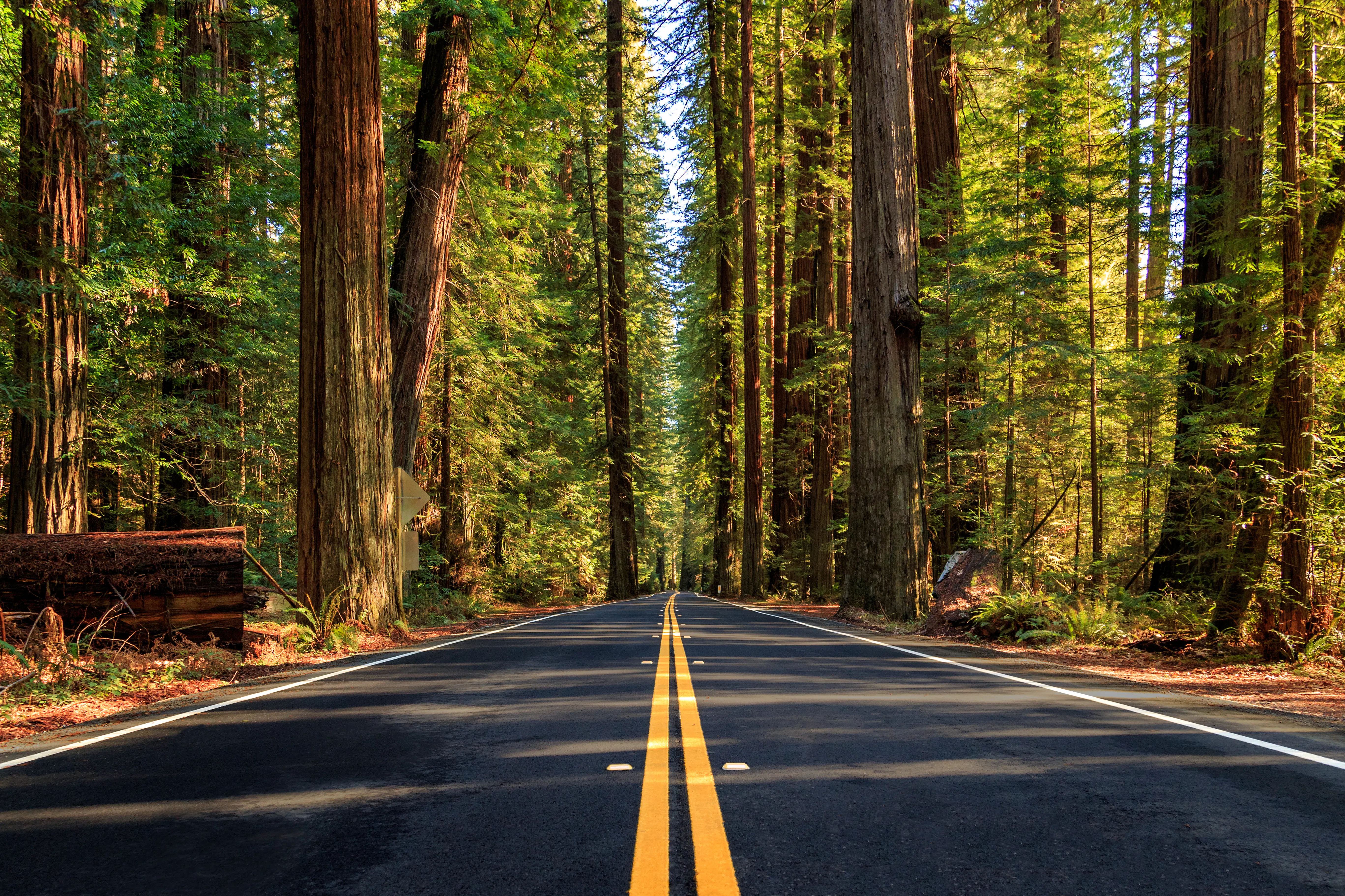 Recorriendo la Avenida de los Gigantes en California por una carretera bien mantenida en un día soleado en el