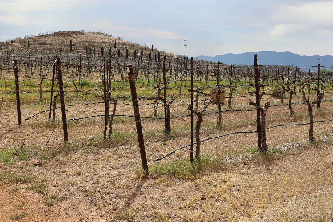 bodega Verde Valley Winery mejores excursiones desde Phoenix