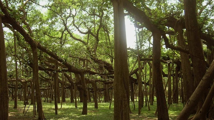 pre wedding location at Botanical Garden Kolkata