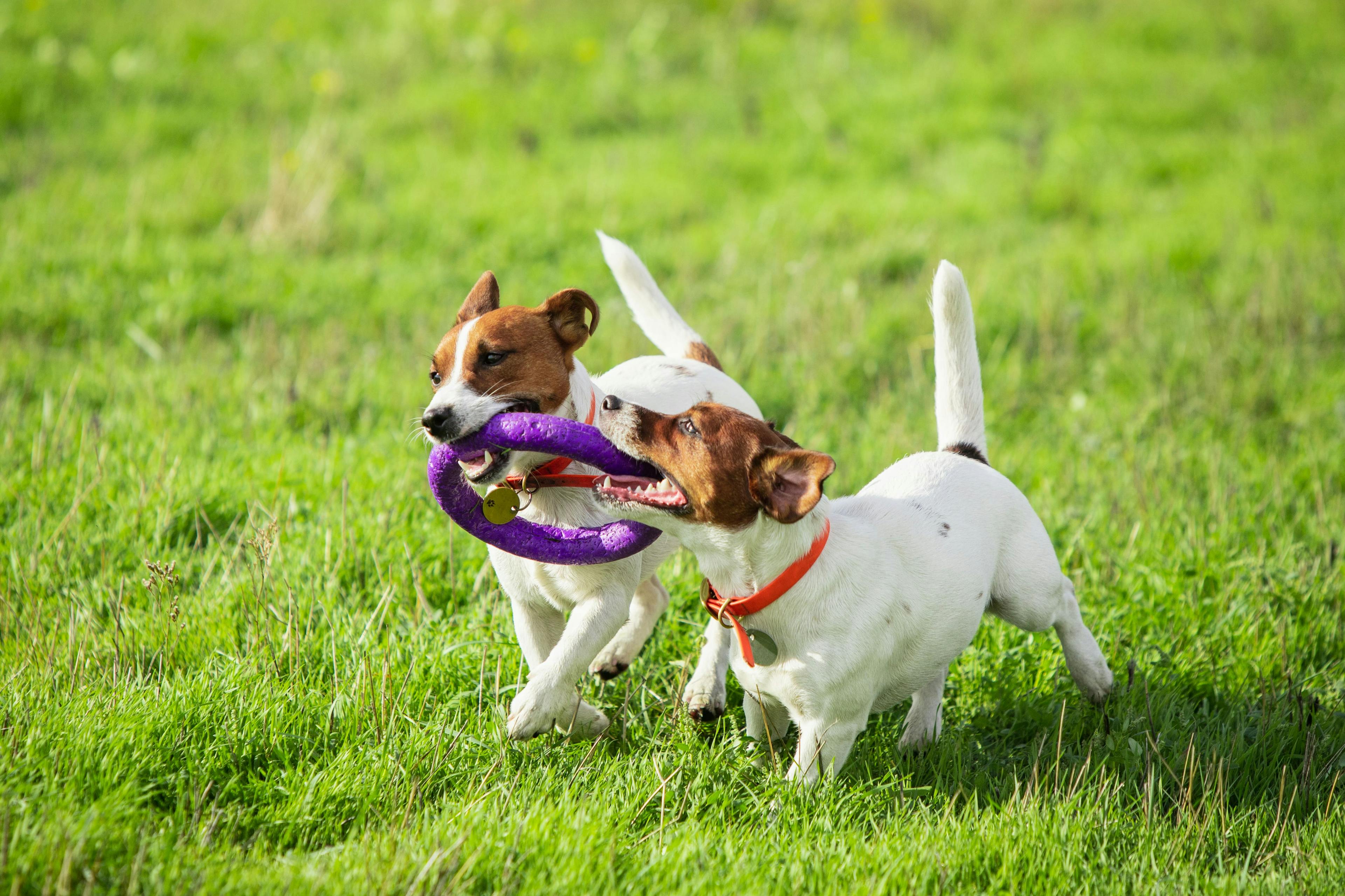 Boarding_Playtime: Dogs enjoying outdoor playtime together while staying at the pet resort