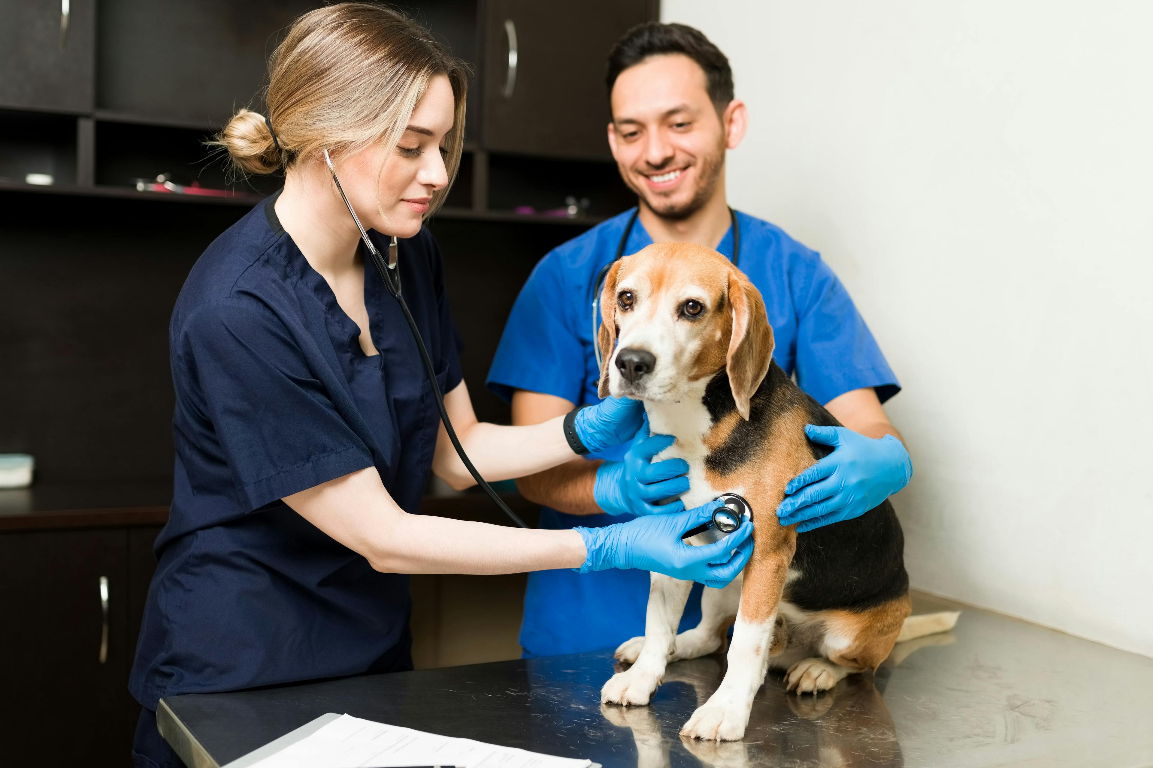 AcupunctureConsultation: A veterinarian discussing the acupuncture treatment plan with a dog owner