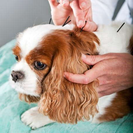 Dog experiencing gentle acupuncture treatment by veterinarian.