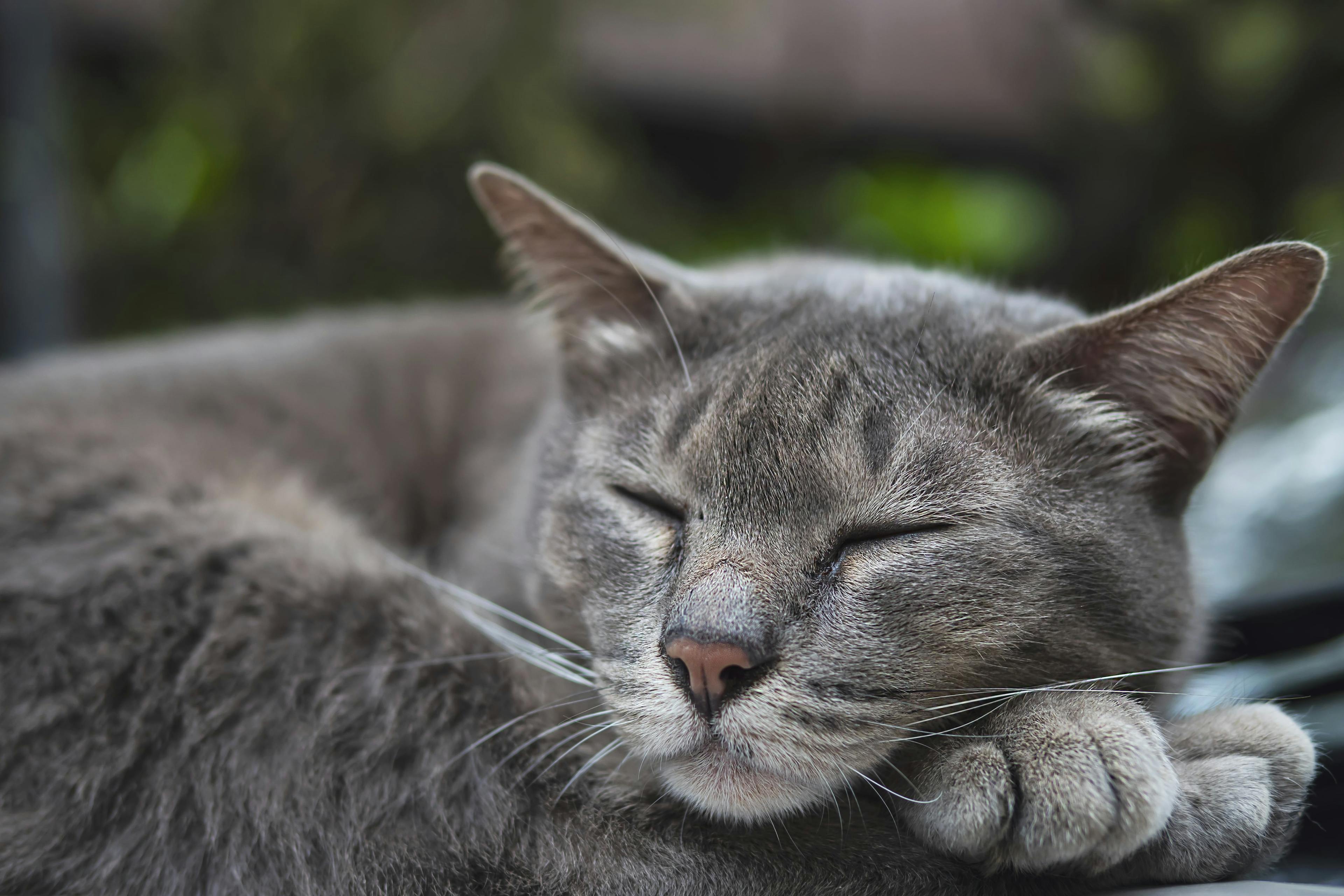 Relaxed cat benefiting from holistic acupuncture therapy.