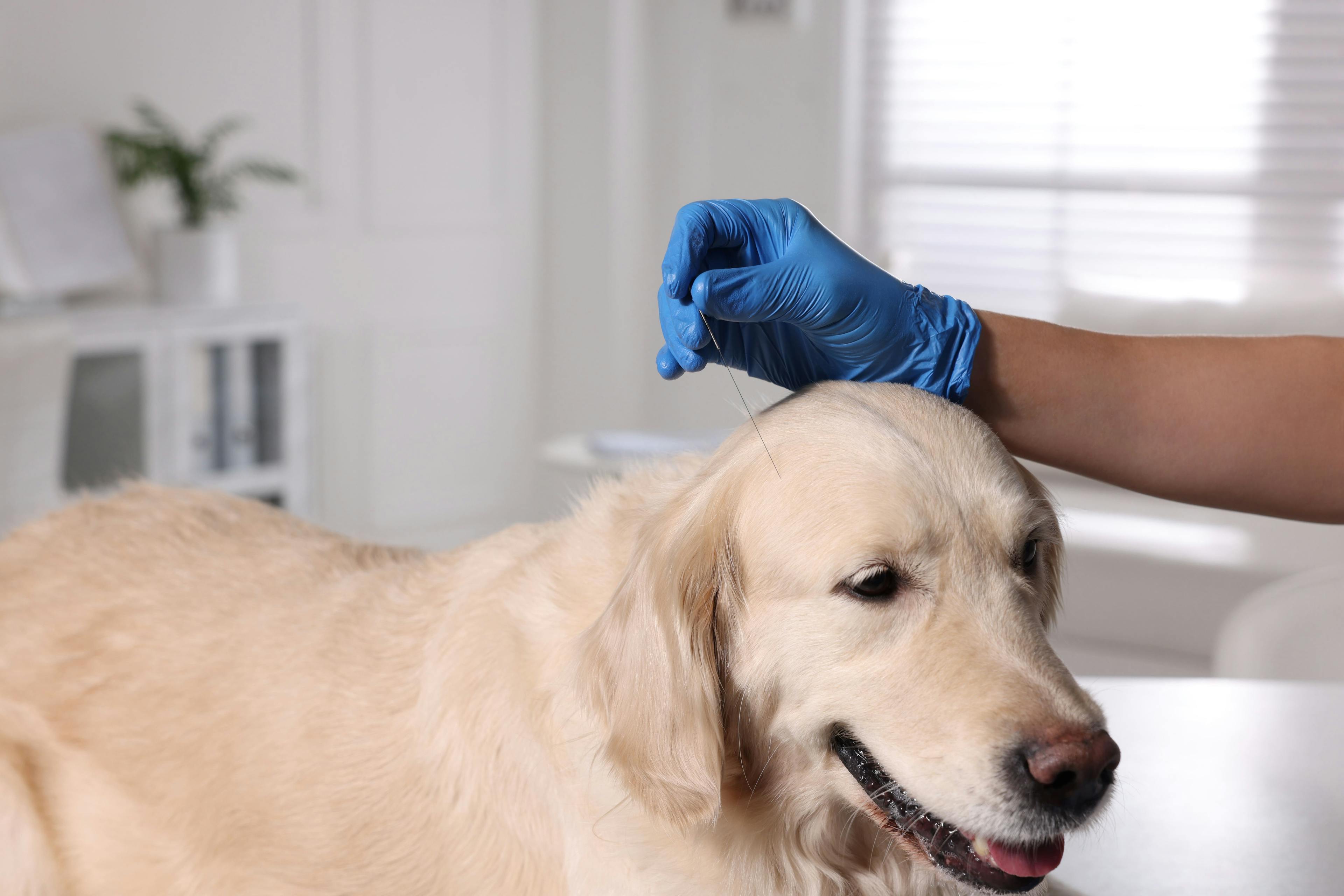 CustomizedPetCare: Tailored pet care services provided by the pet resort to accommodate the unique needs of dogs and cats
