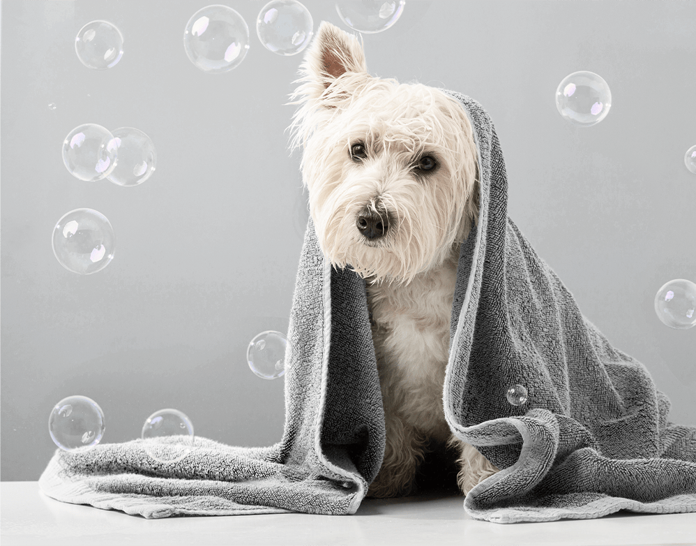 Best Pet Grooming: Bubbles Pet Spa - Easy Reader News