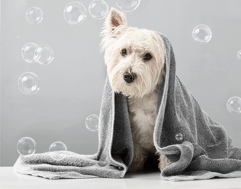 Pet-friendly spa with modern grooming equipment for dogs and cats.