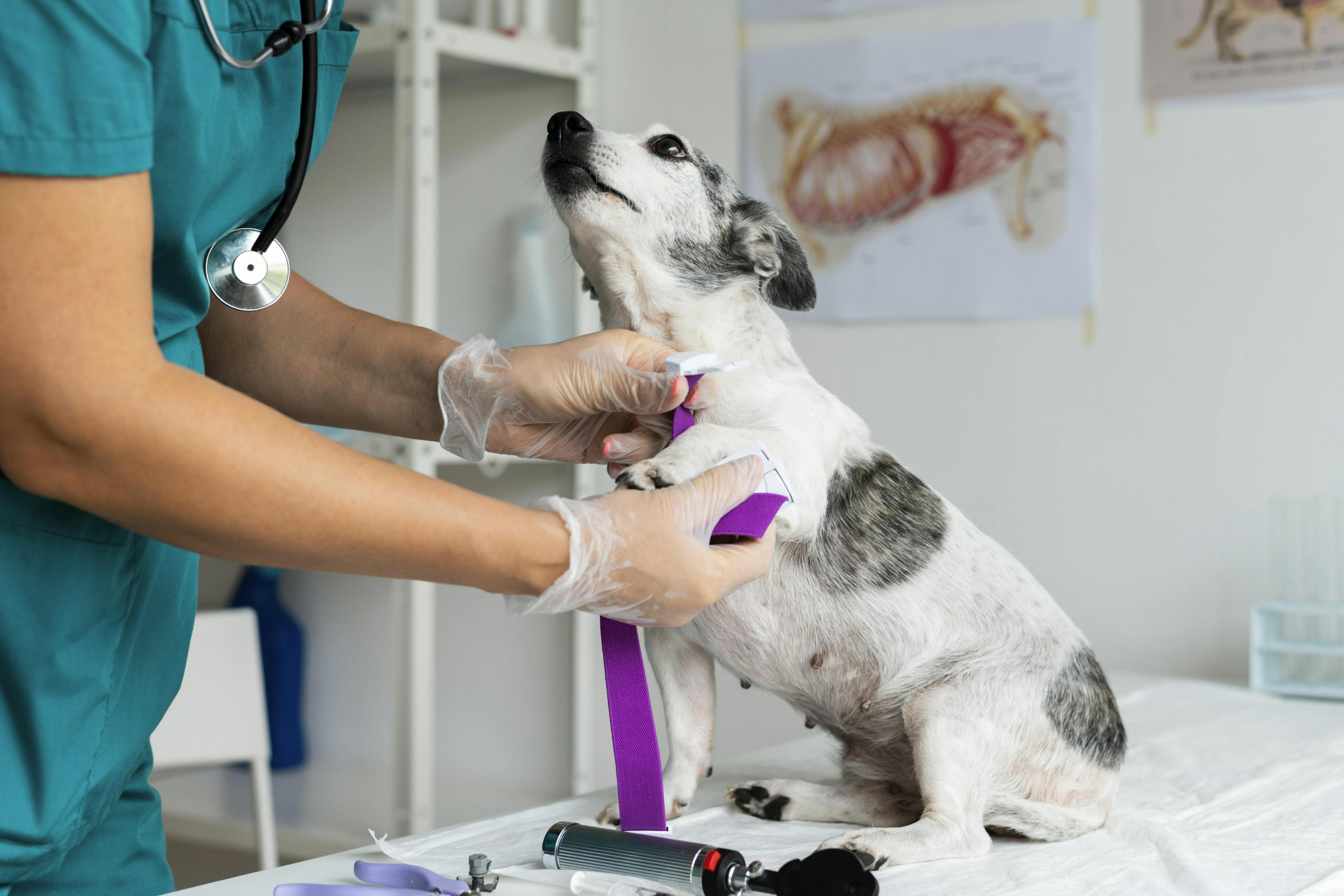 DogAcupuncture_Preparation: A veterinarian preparing a dog for an acupuncture session in a comfortable setting