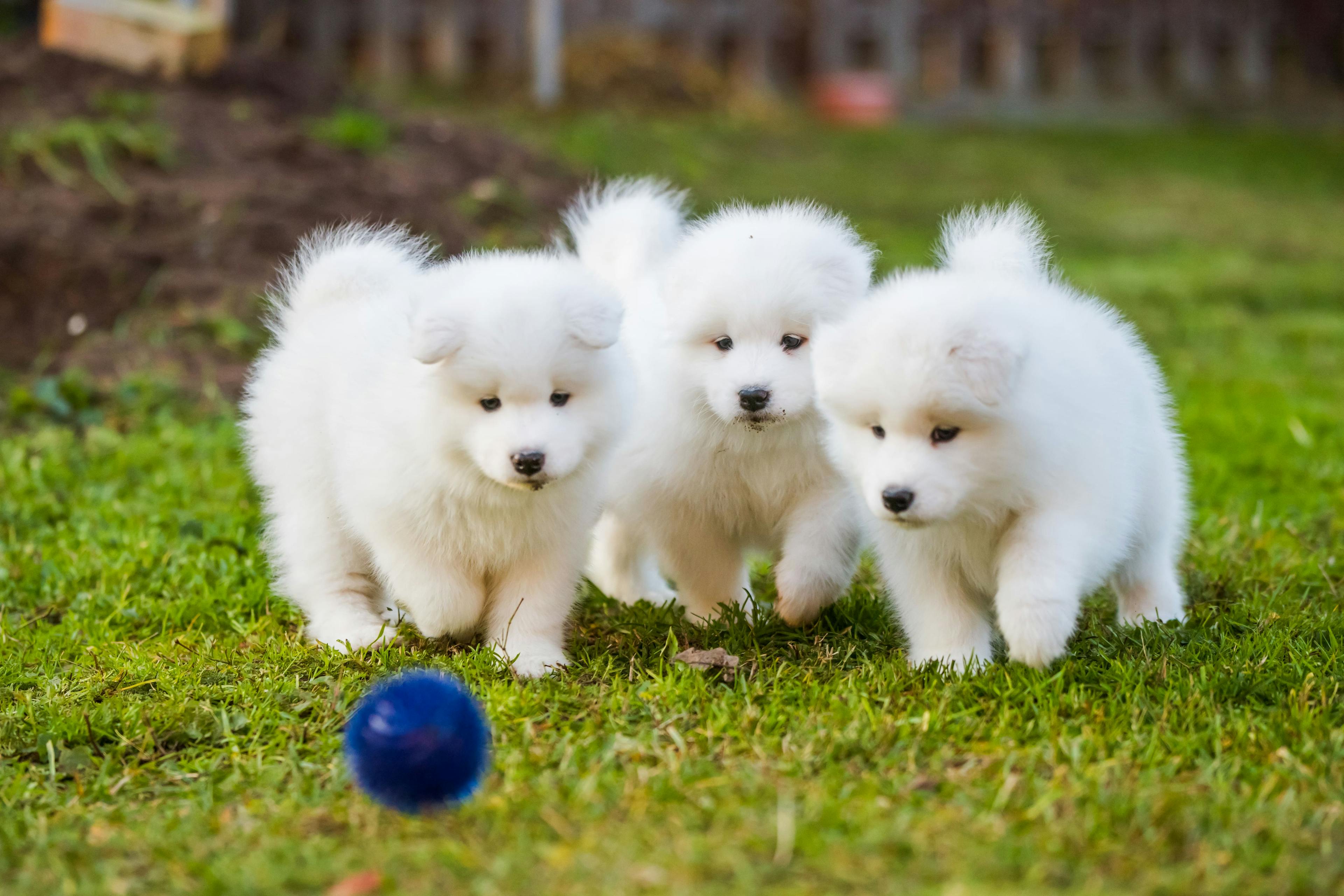 DogFriends_Daycare: Canine friends socializing and bonding at the pet daycare center