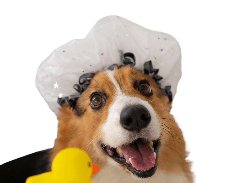 DogGrooming_Bath: A gentle and enjoyable dog bath experience in the grooming salon