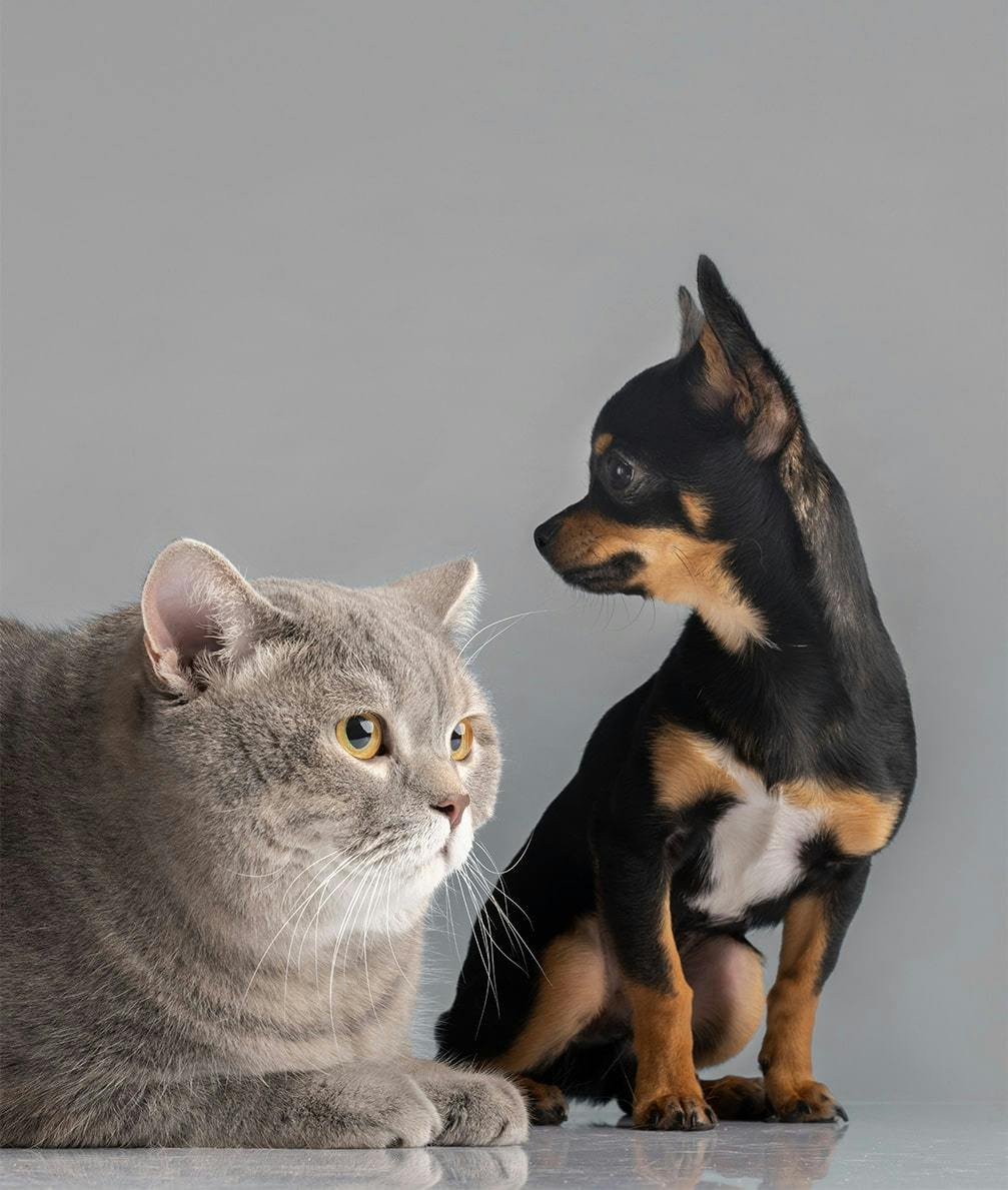BondingTime_DogsCats: A heartwarming moment between a dog and cat