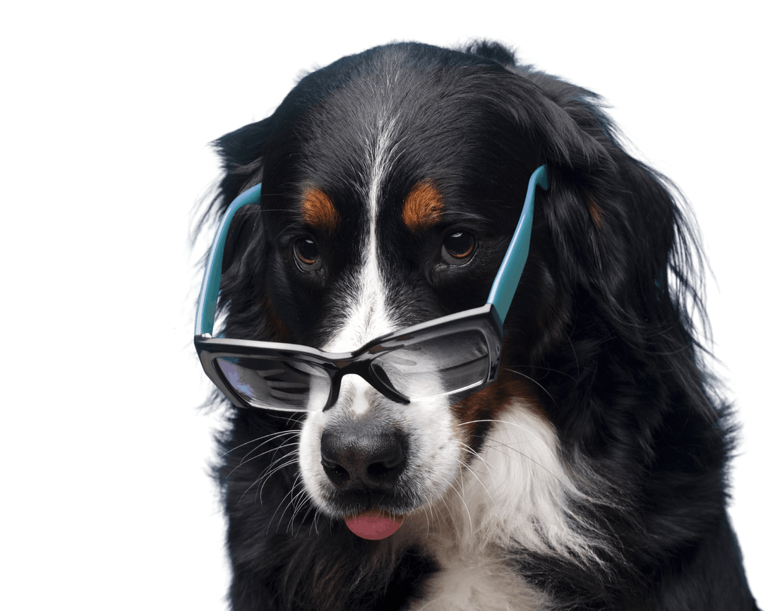 Inquisitive dog looking at camera with glasses and funny expression