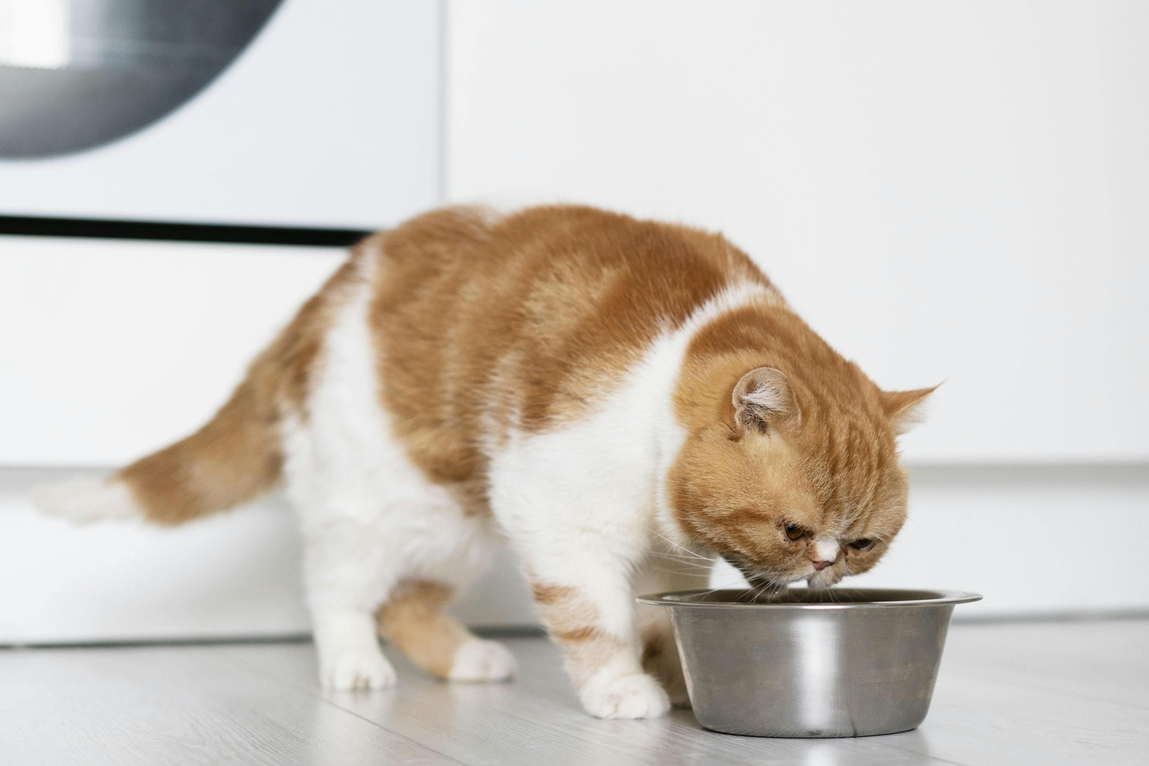 FeedingTime_Cats: A staff member serving nutritious and appetizing meals to the cats during their stay