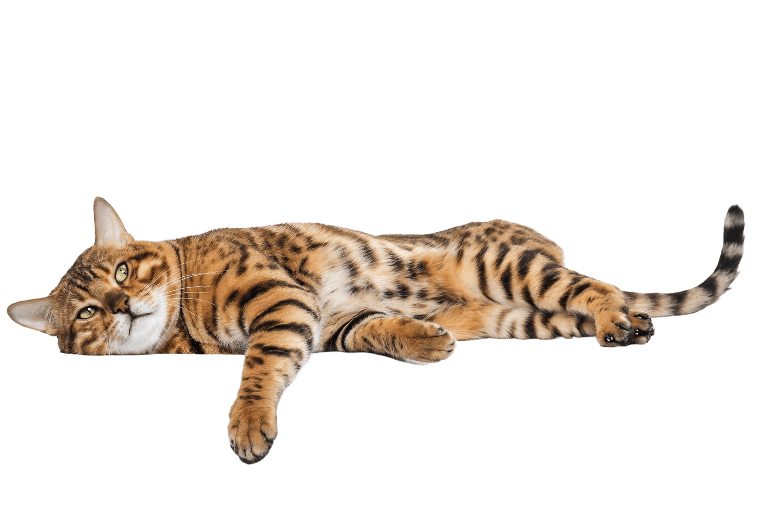 SmilingCat_Sunbeam: A relaxed cat basking in a sunbeam with a blissful expression