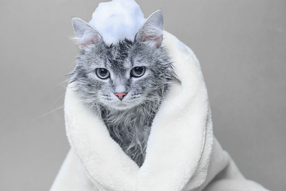 Cat getting gently bathed at pet resort
