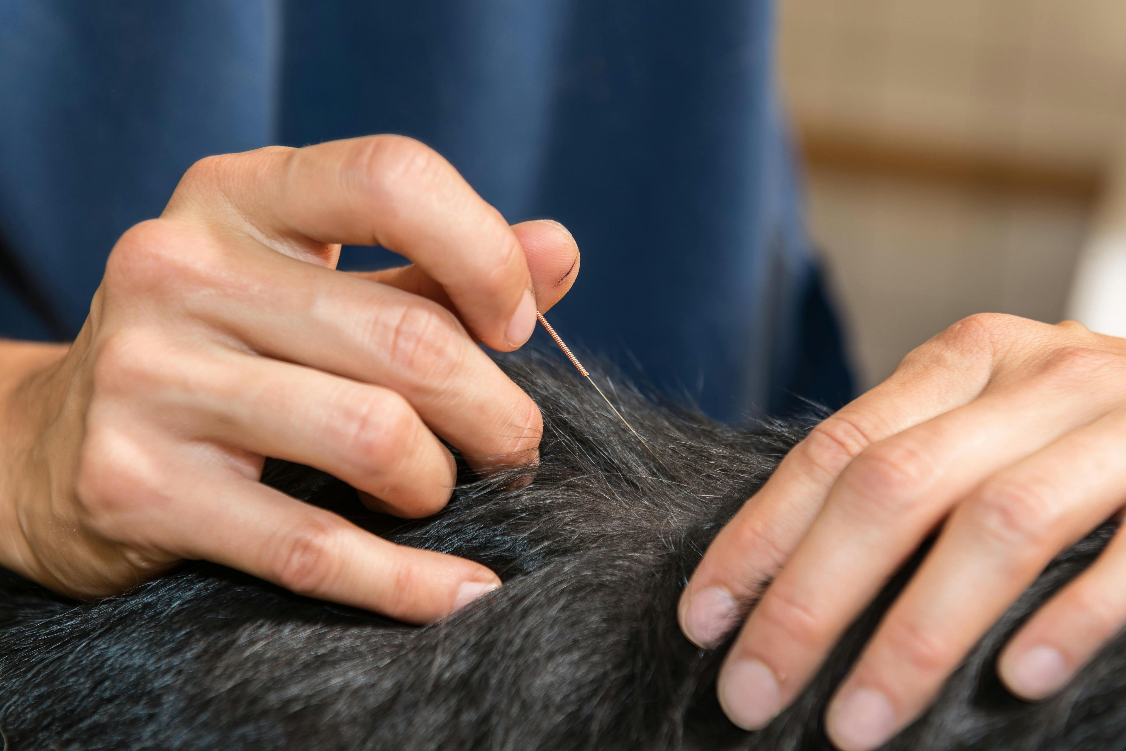 Veterinarian carefully placing acupuncture needles for dog's comfort.