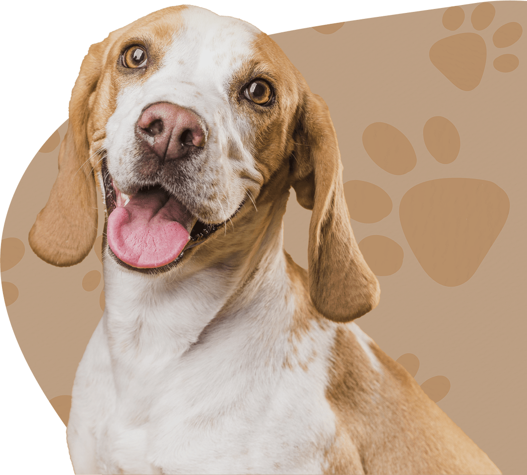 CanineSmile: A close-up of a dog's smiling face, showcasing its happiness