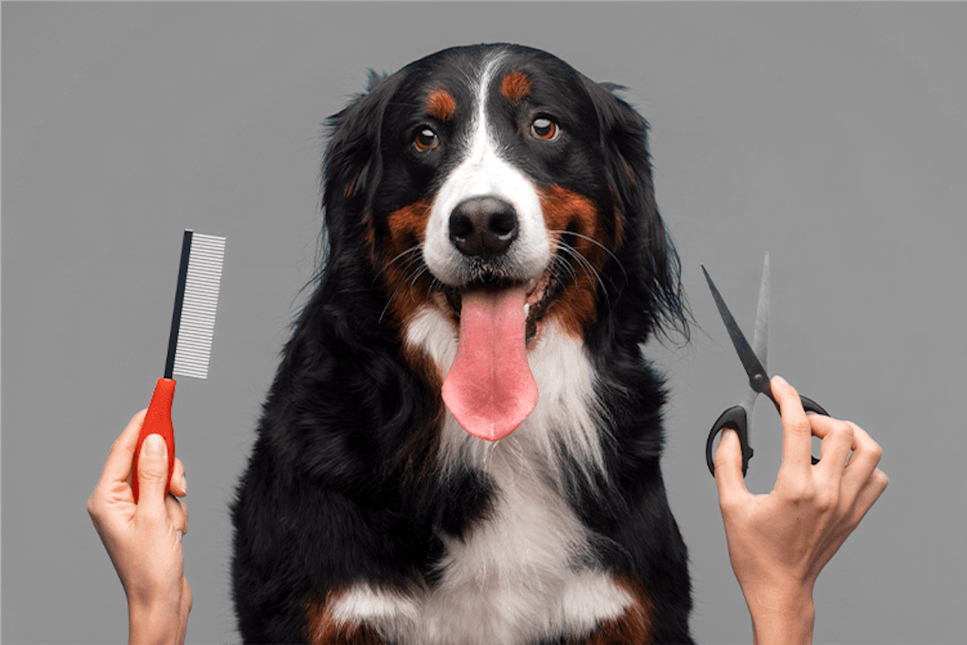 Professional dog groomer trimming fur with precision