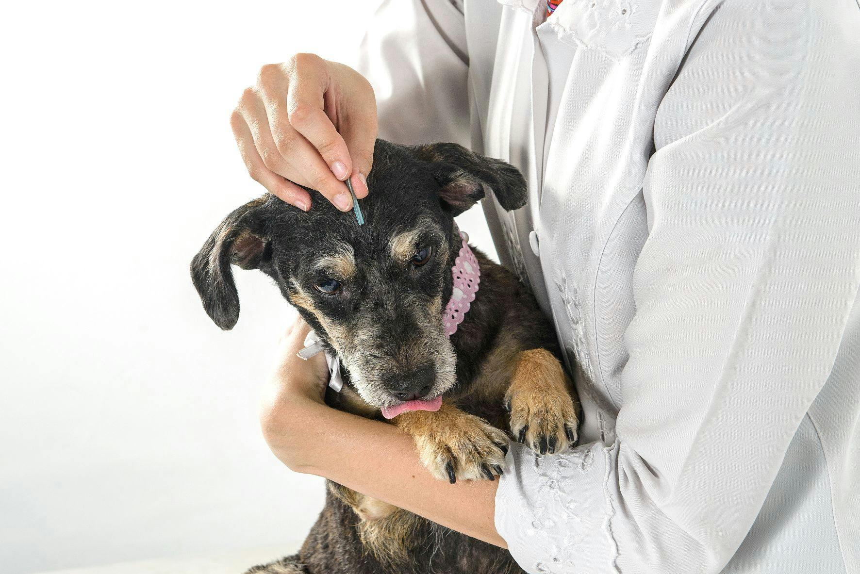 Acupuncture for pets: A natural approach to health and wellness.