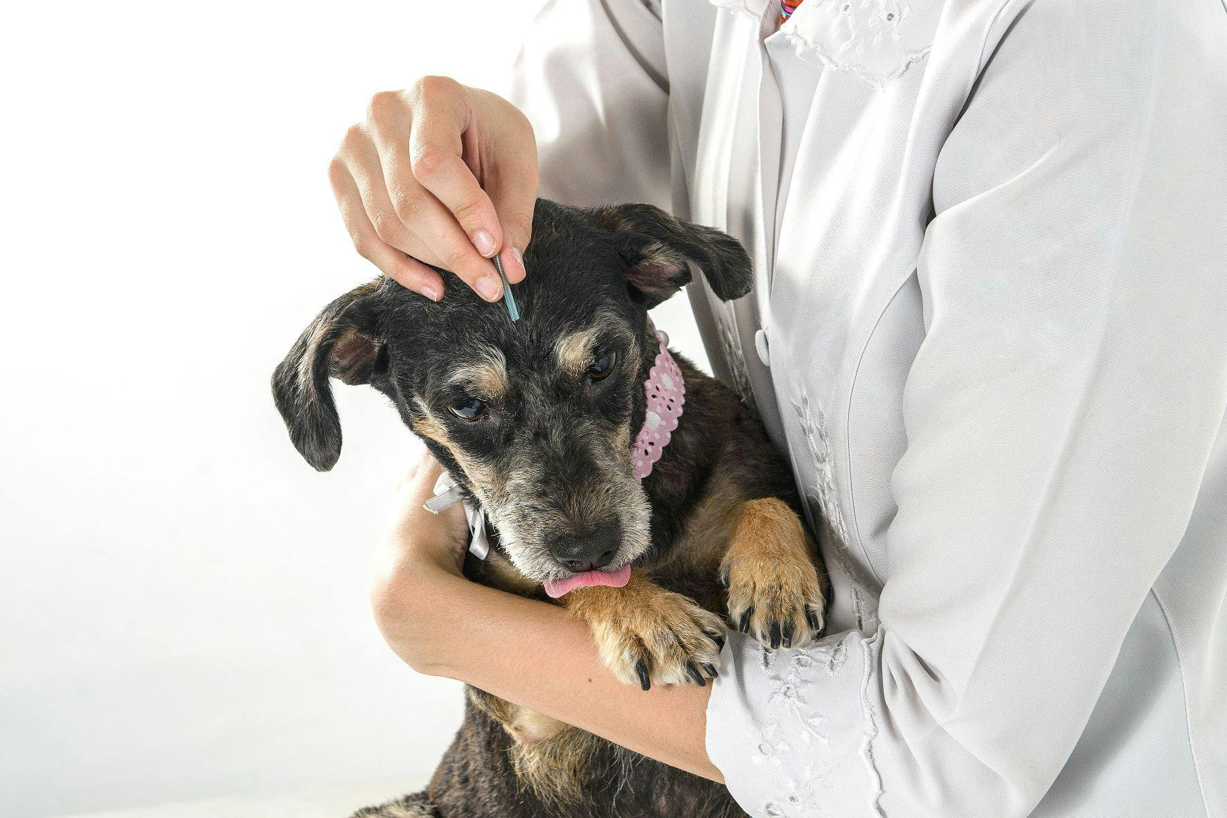 VetAcupuncture_Treatment: A certified veterinarian performing acupuncture on a relaxed dog