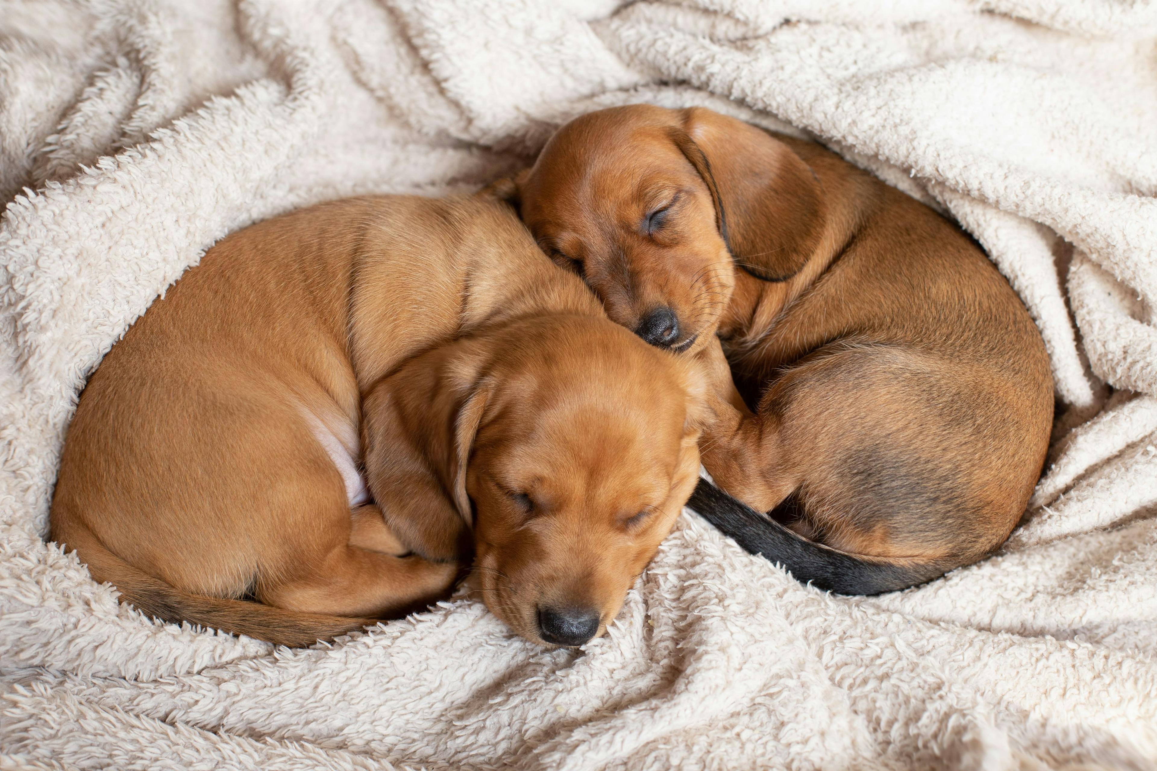 DaycareNaptime_Dogs: Dogs resting on cozy beds during naptime at the pet daycare center