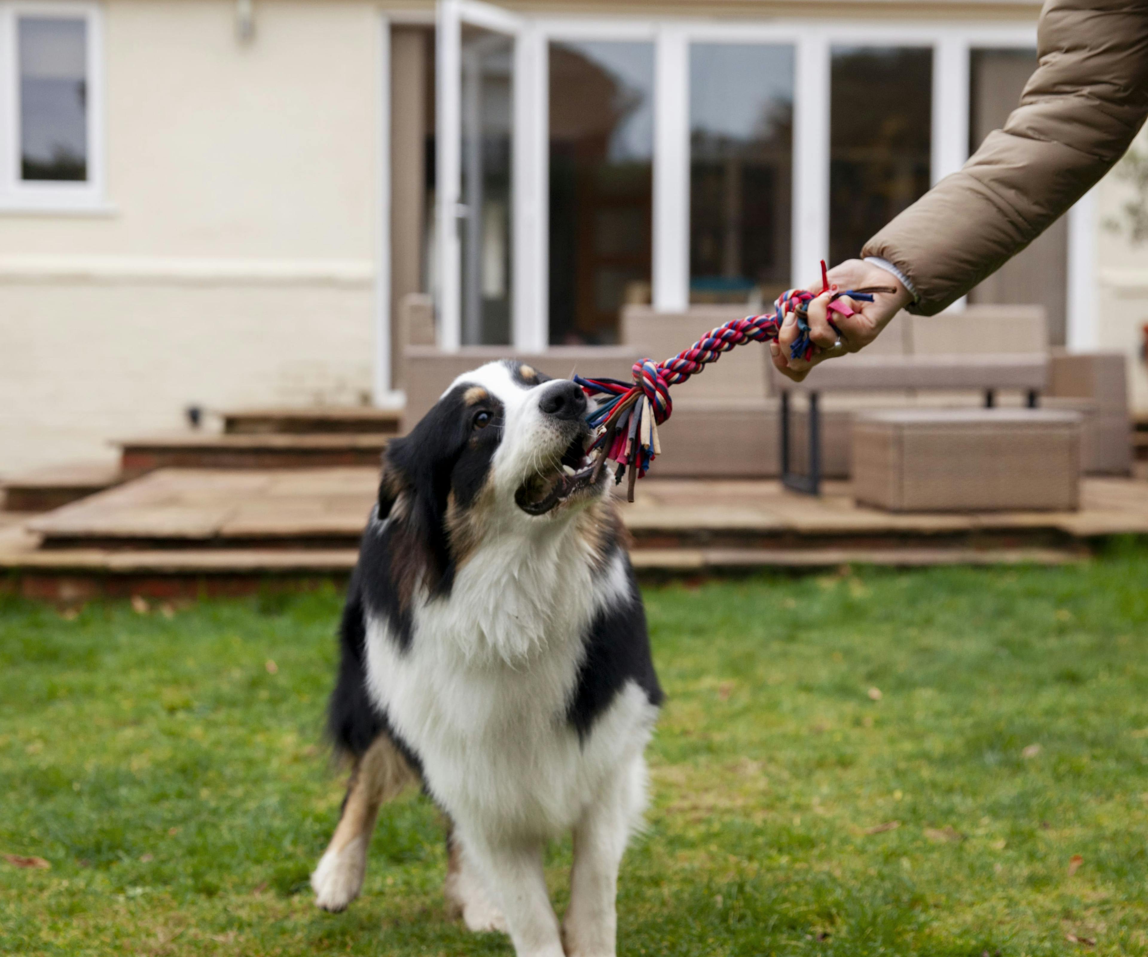 DogDaycare_Playground: Dogs enjoying the well-equipped playground at the pet daycare facility
