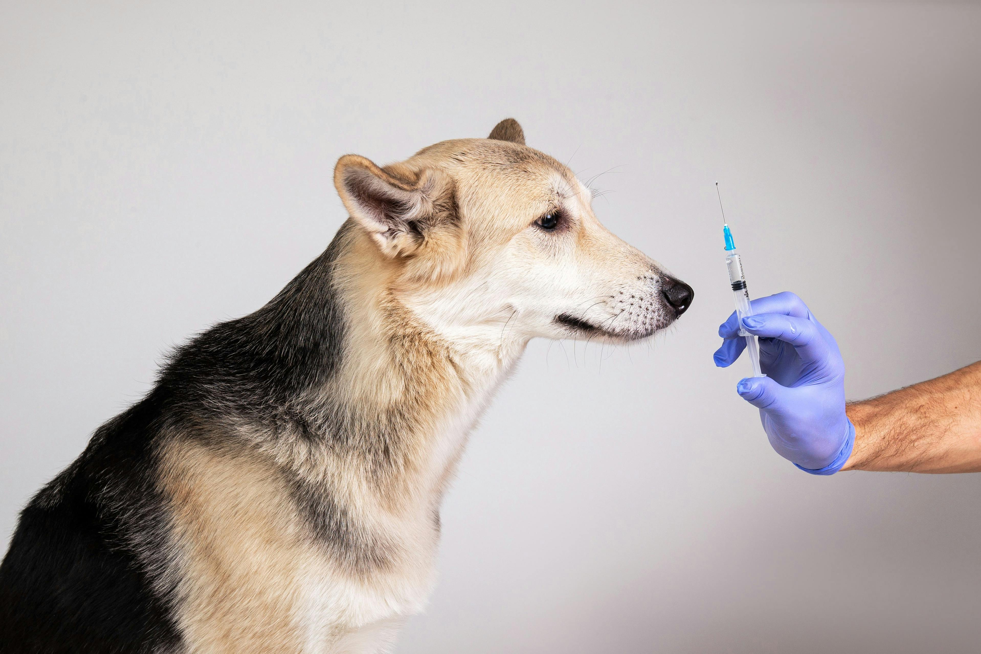 StaffWithPets: Friendly staff members caring for dogs and cats at the pet resort and spa