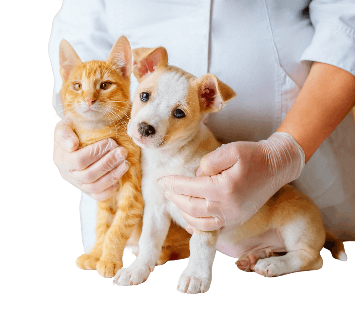 VetAcupuncture_DogsCats: A veterinarian providing acupuncture services to both dogs and cats at the pet resort