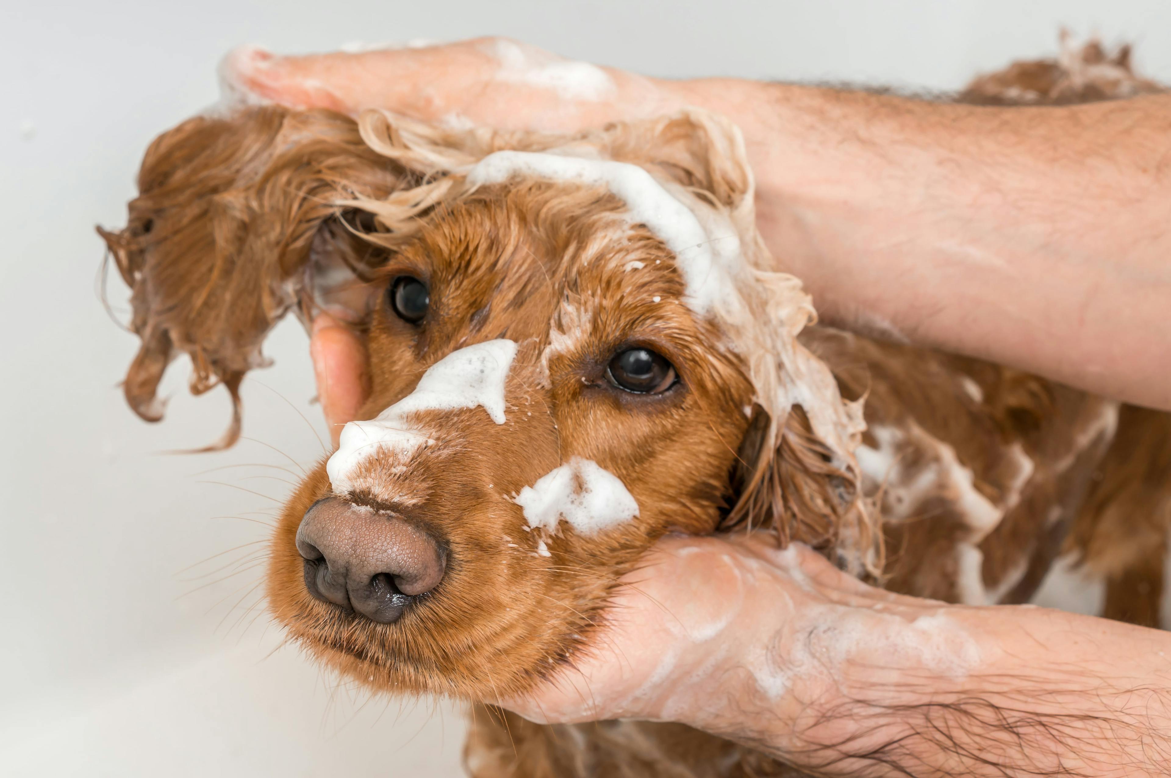 Dog enjoying luxurious bubble bath at pet spa.