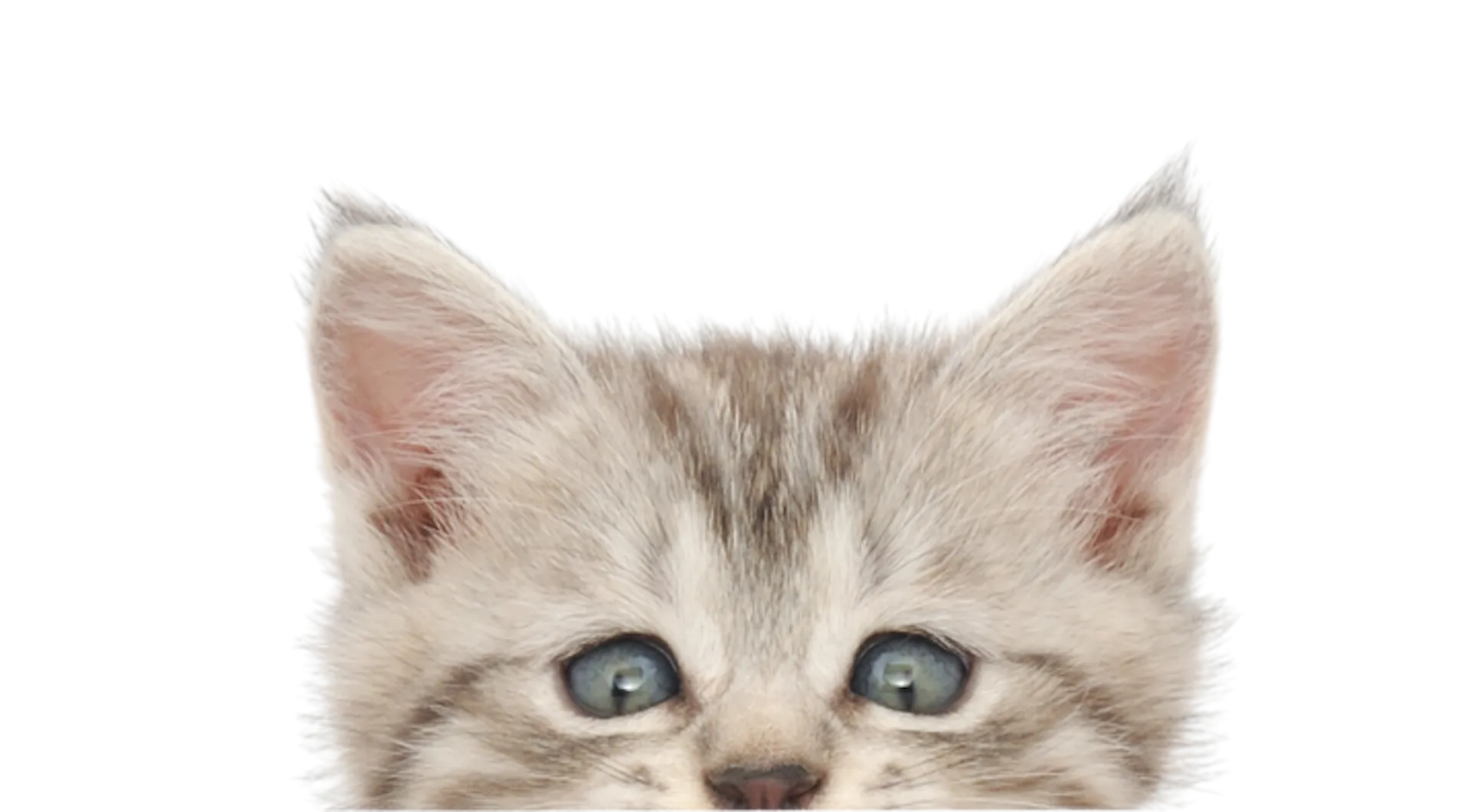 Pet Daycare | Riley's Ranch Pet Resort