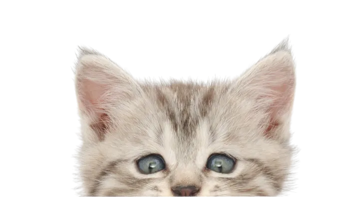 Pet Daycare | Riley's Ranch Pet Resort
