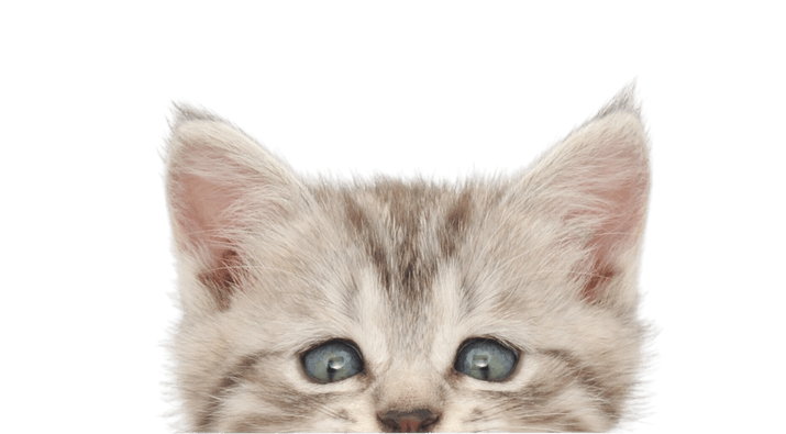 CatDaycare_PlayArea: Cats exploring a safe and engaging play area at the pet daycare center