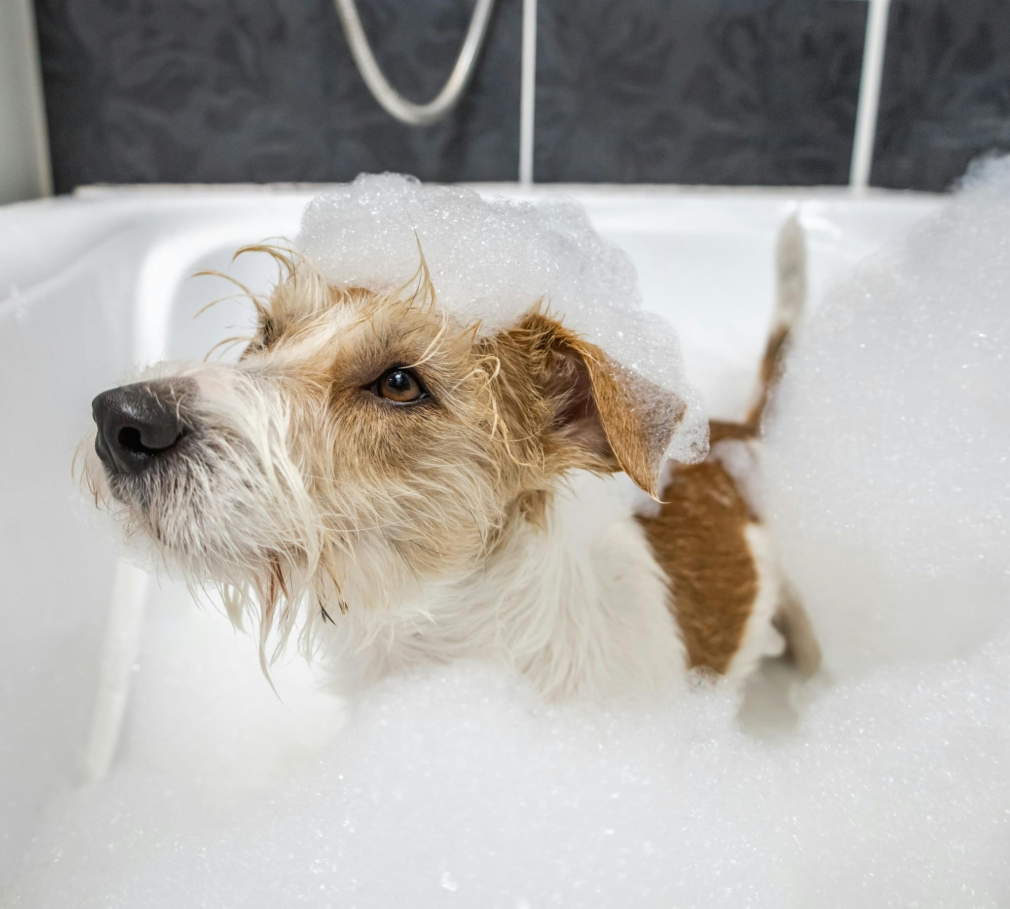 GroomingSalon_Interior: A clean and modern grooming salon, designed to provide a relaxing atmosphere for pets