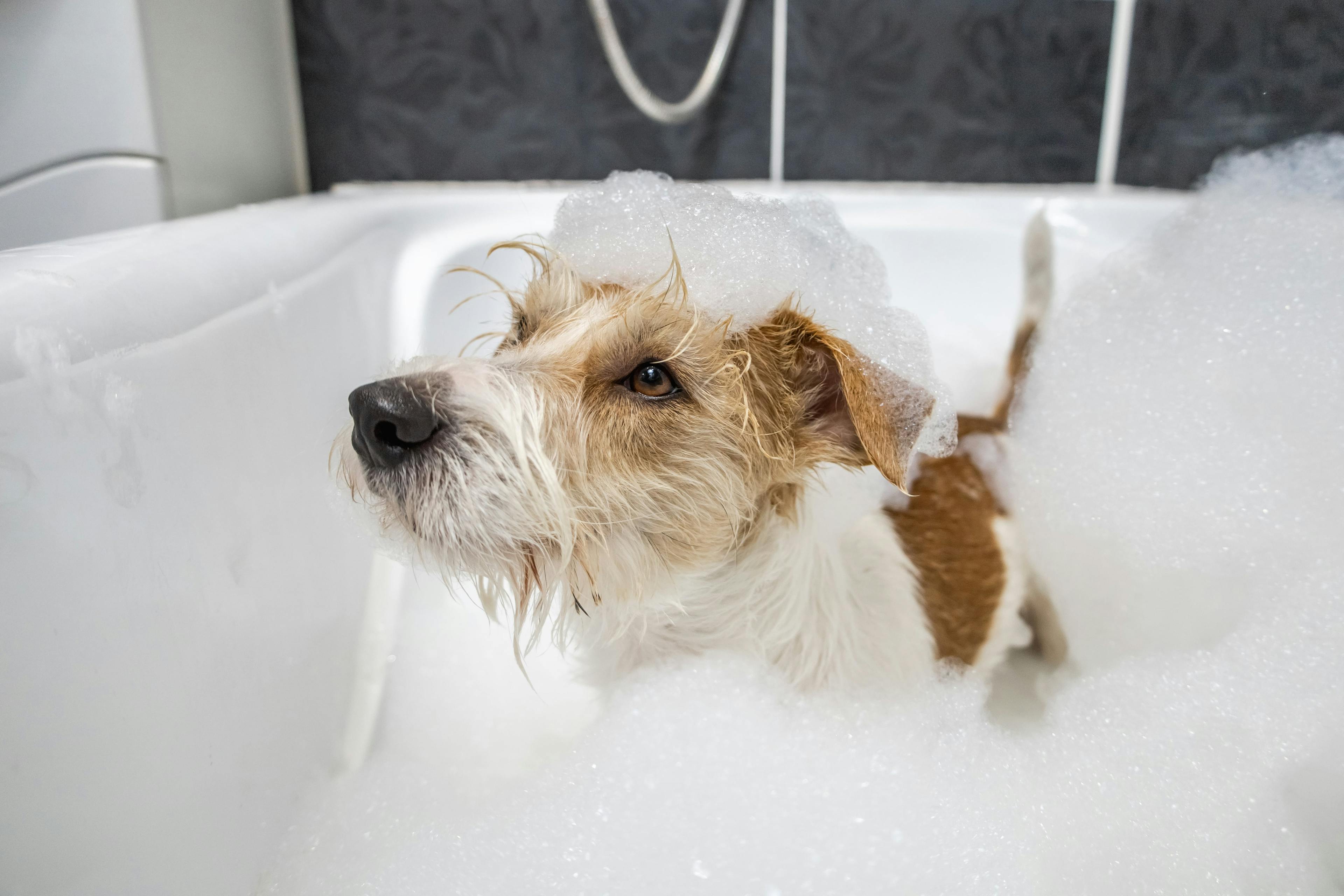 Grooming_Salon: A clean and modern grooming salon, fully equipped to pamper your pets