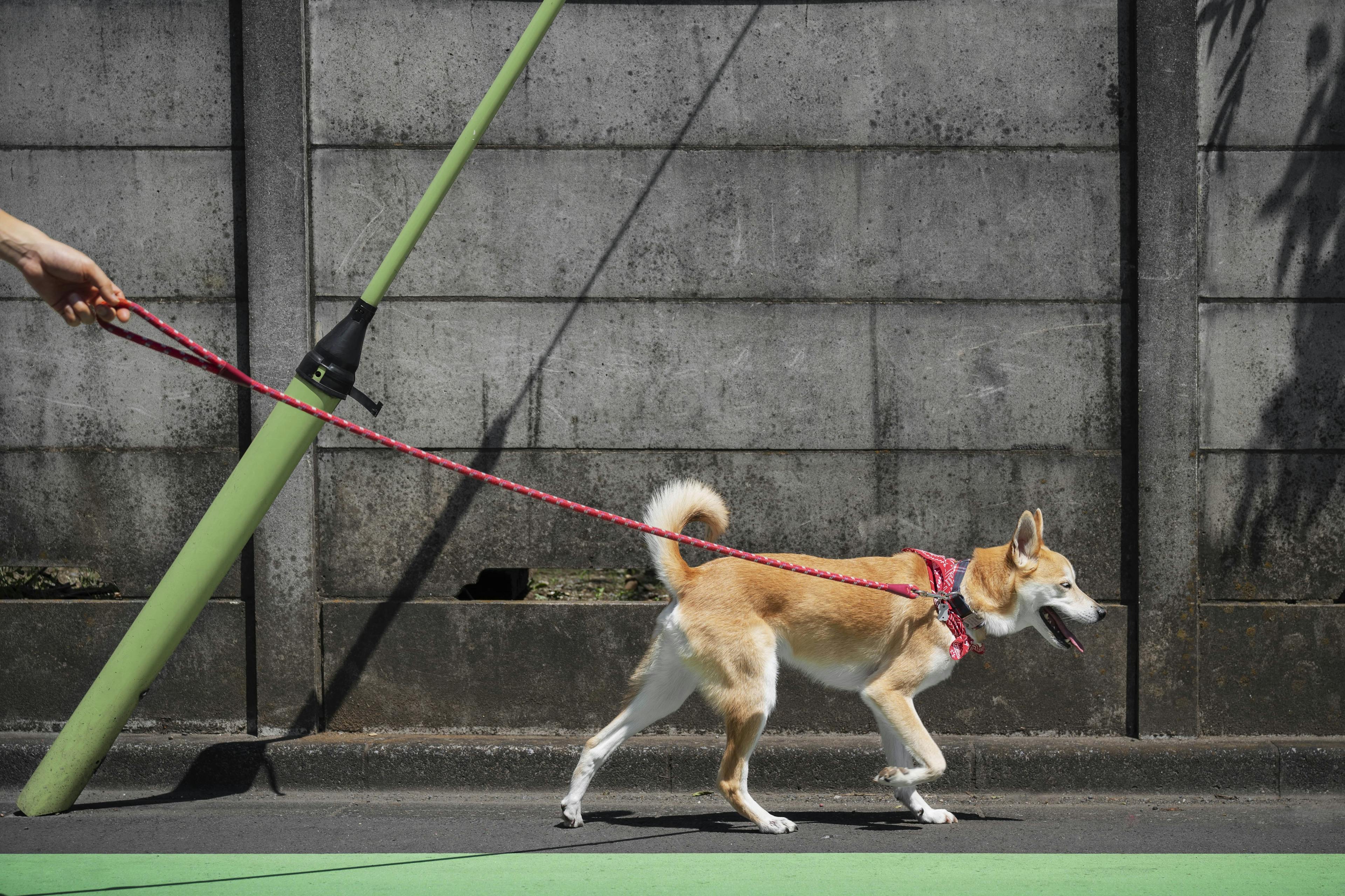 DaycareSafety_Precautions: Advanced safety measures, including secure enclosures and trained staff, to ensure pet safety at the daycare