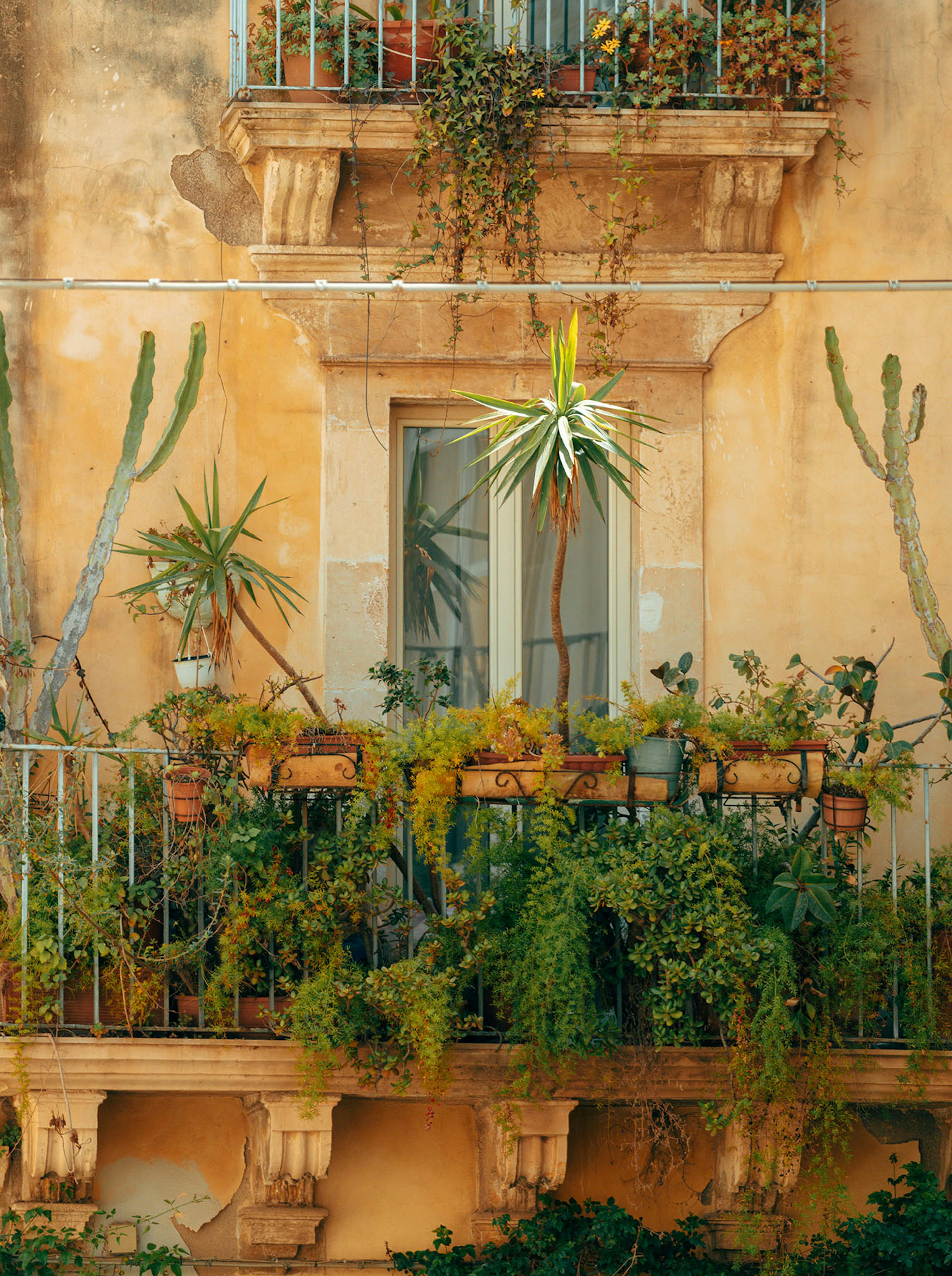 Piante balconi Taormina