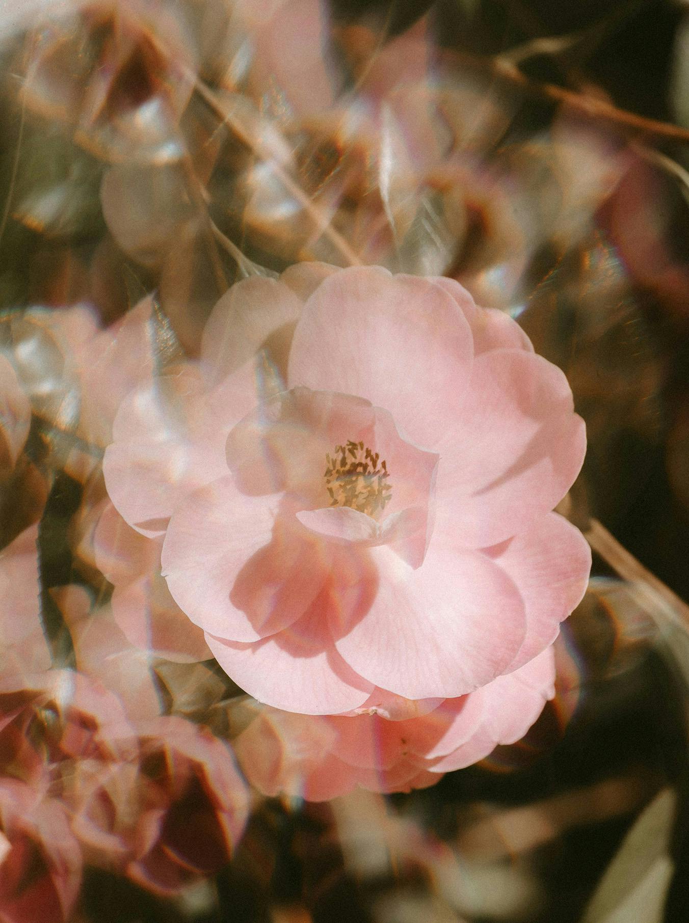 Fiore rosa