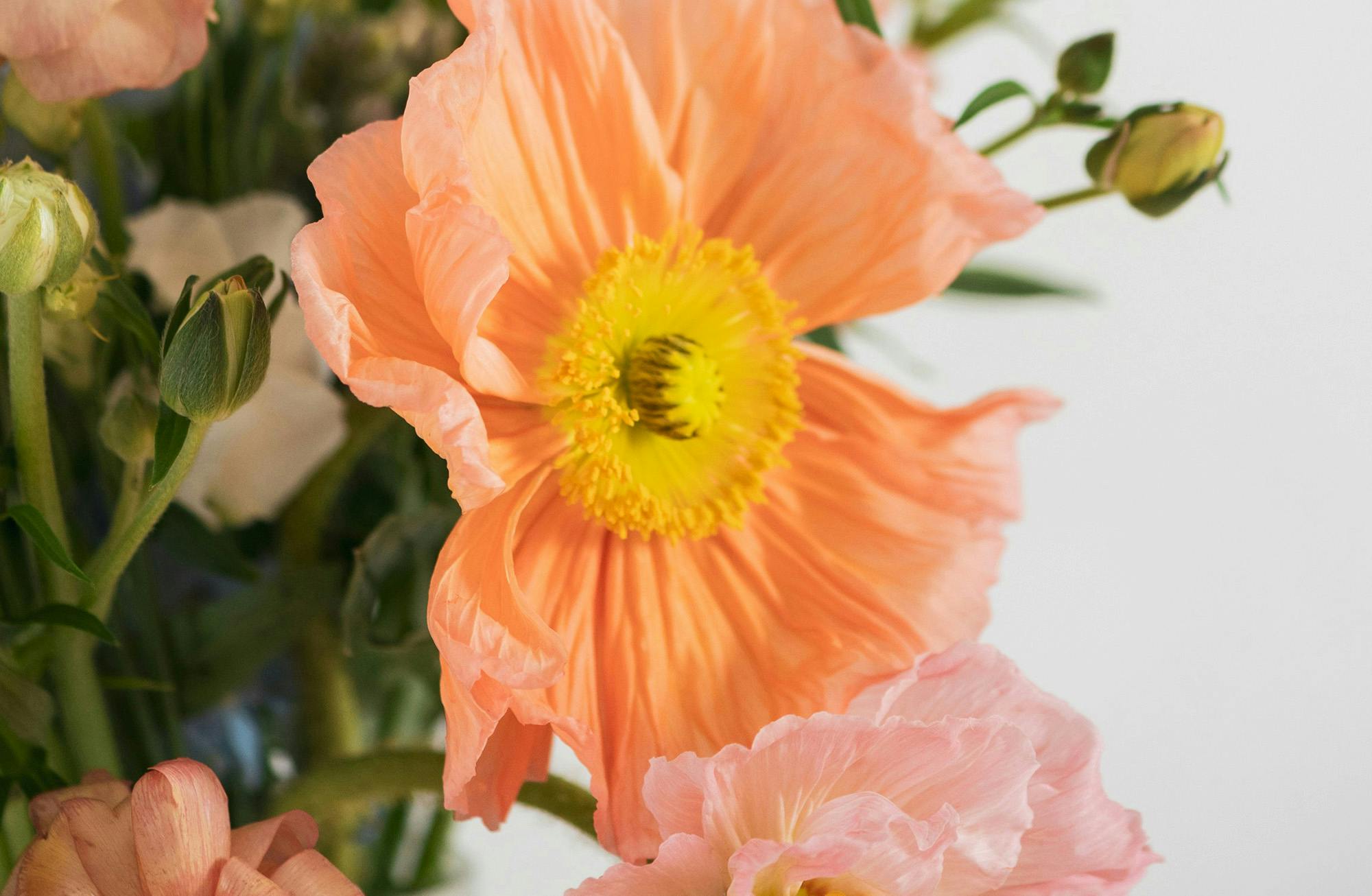 fiori di campo arancioni